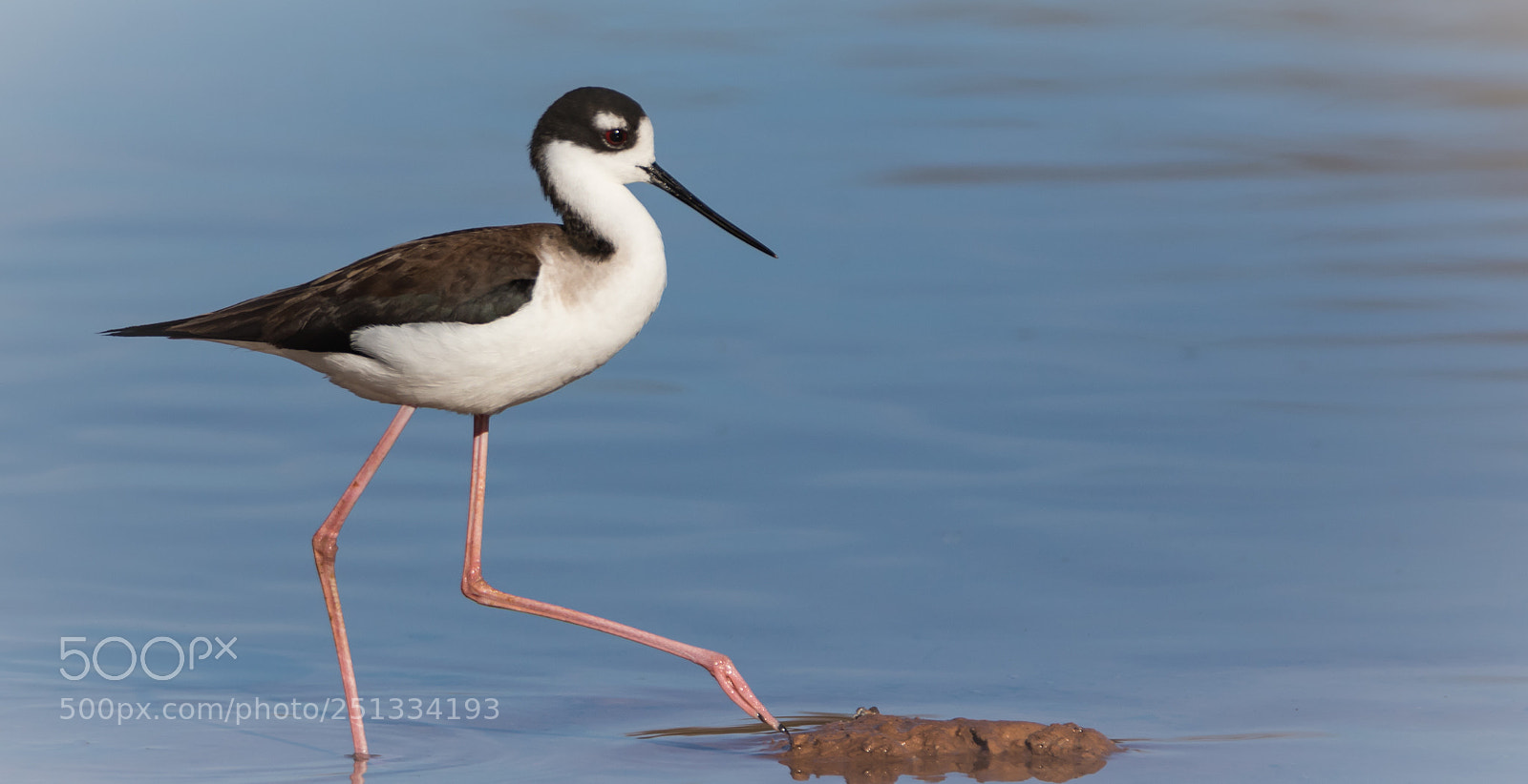 Canon EOS 7D Mark II sample photo. Showing off the stilt photography