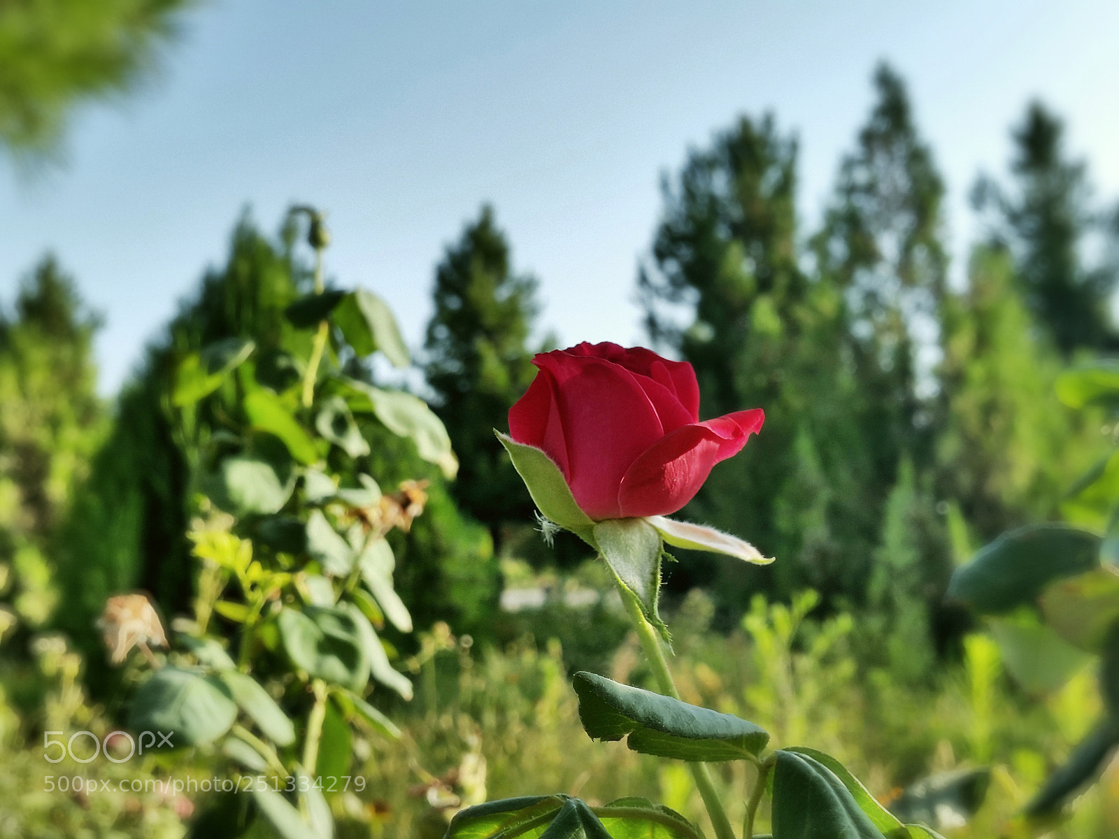 Samsung Galaxy S5 sample photo. Flower photography