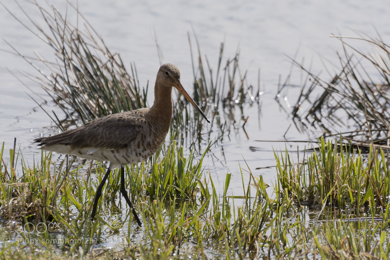 Nikon D7100 sample photo. Godwit photography