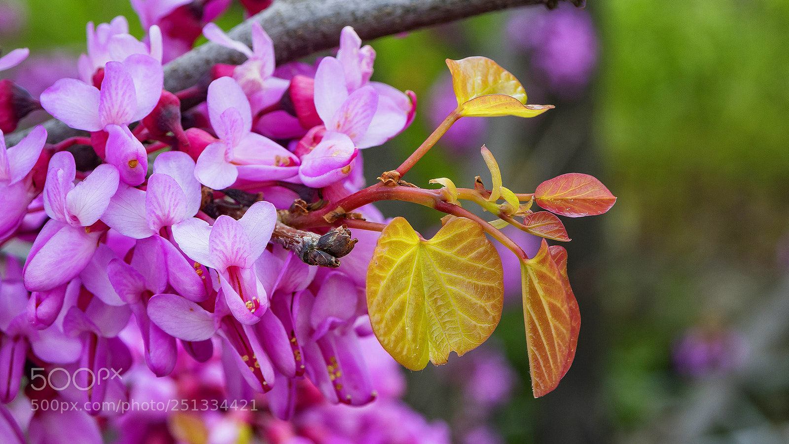 Olympus OM-D E-M5 II sample photo. Spring bloom photography