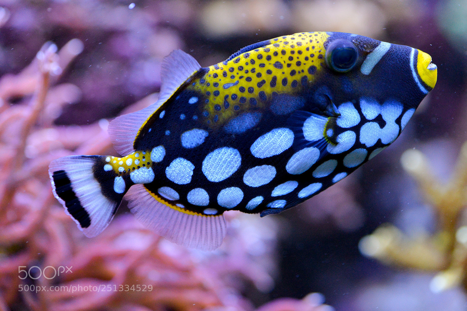 Nikon D610 sample photo. Colors photography