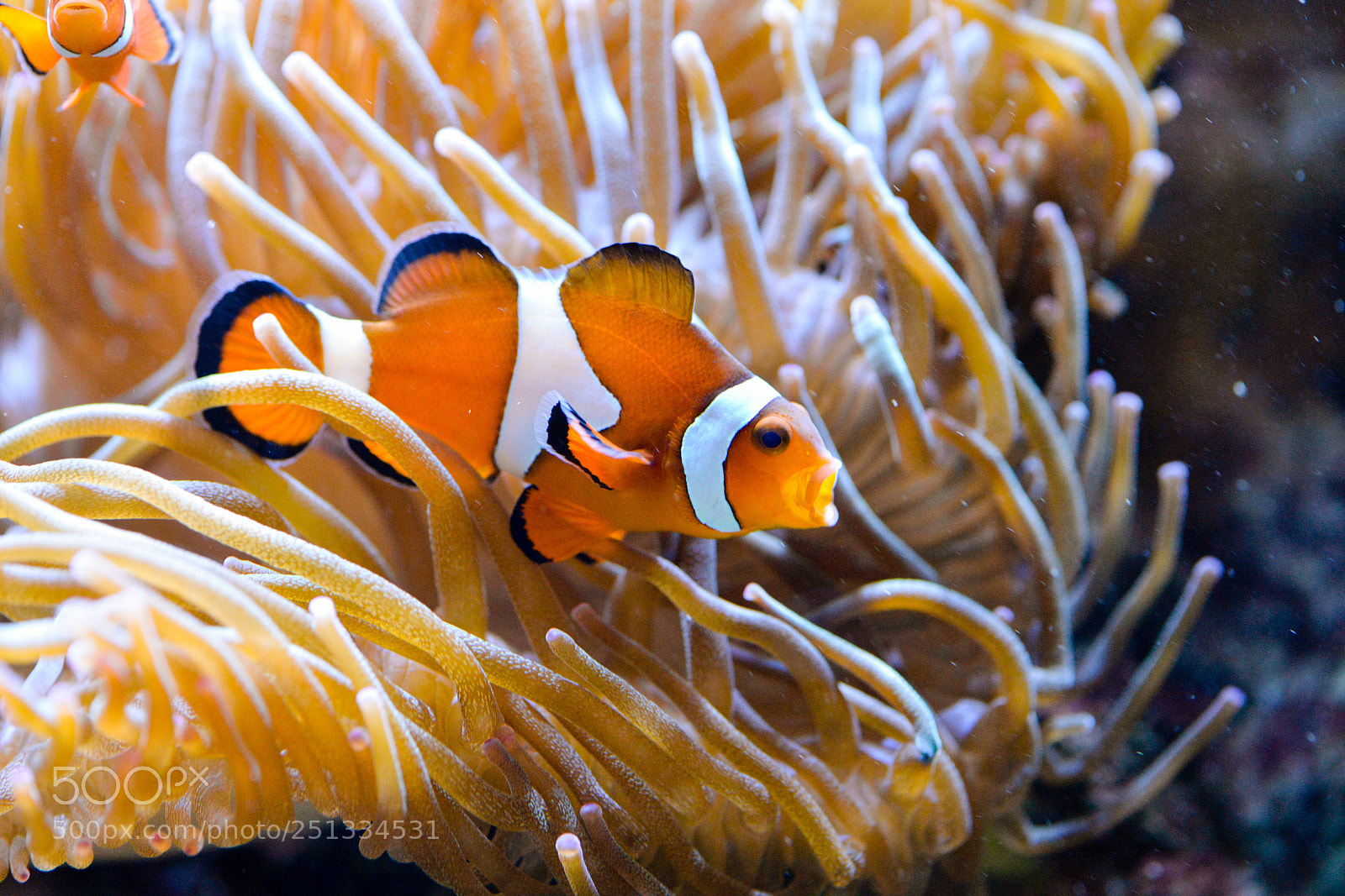 Nikon D610 sample photo. Nemo is angry ;) photography