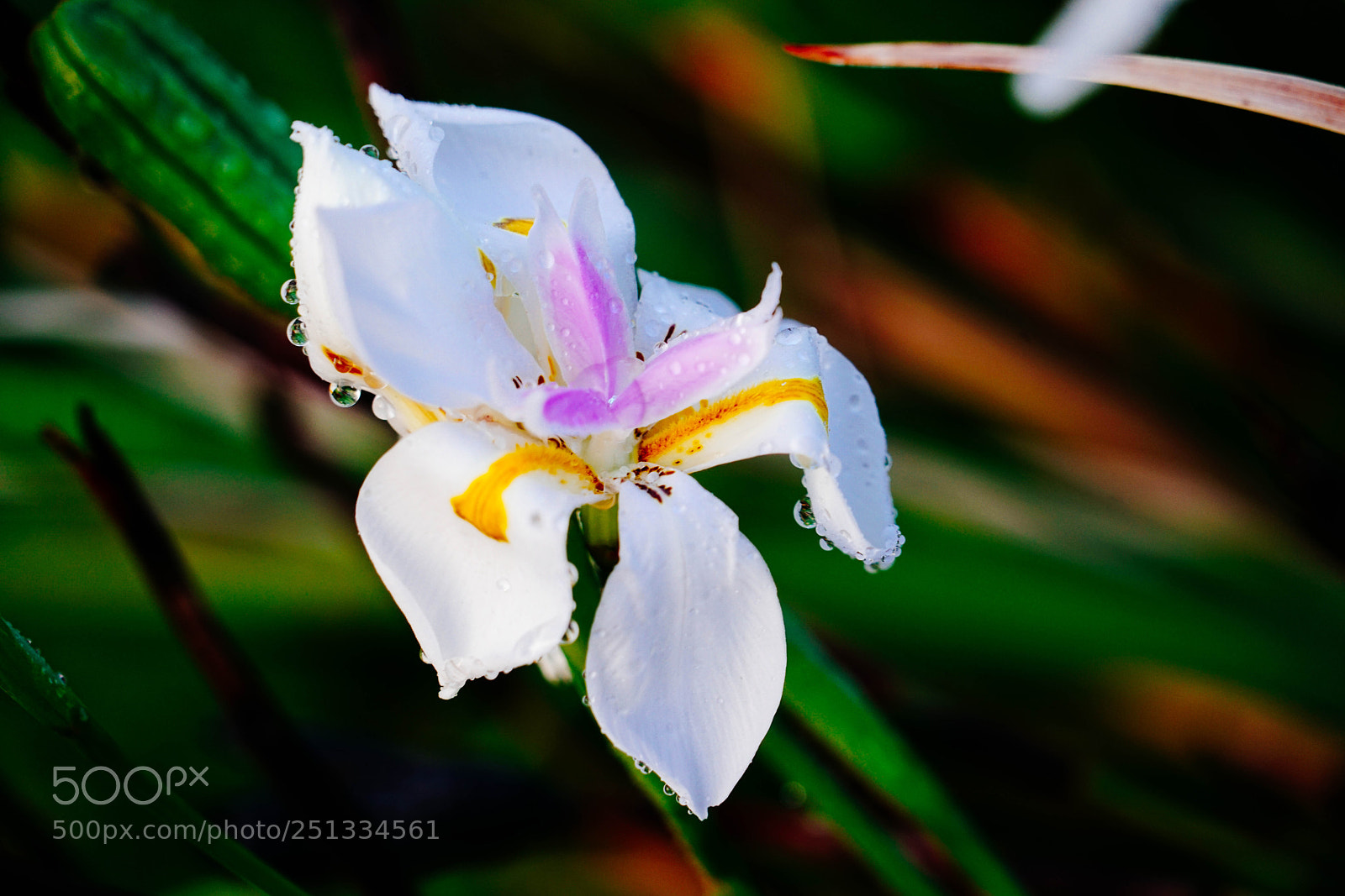 Sony a7R II sample photo. Duarte photography