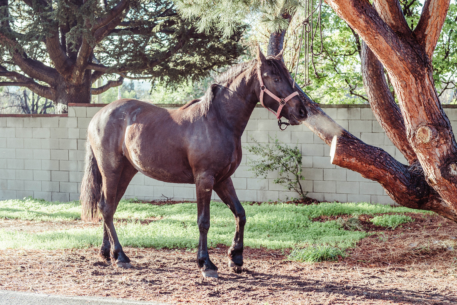 Sony a6500 sample photo. Duarte photography
