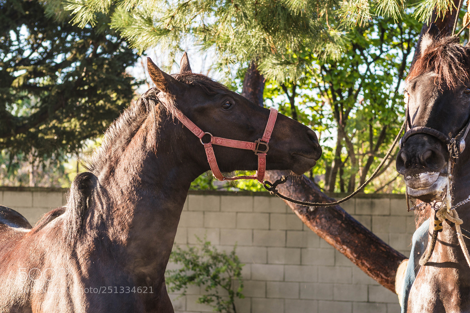 Sony a6500 sample photo. Duarte photography