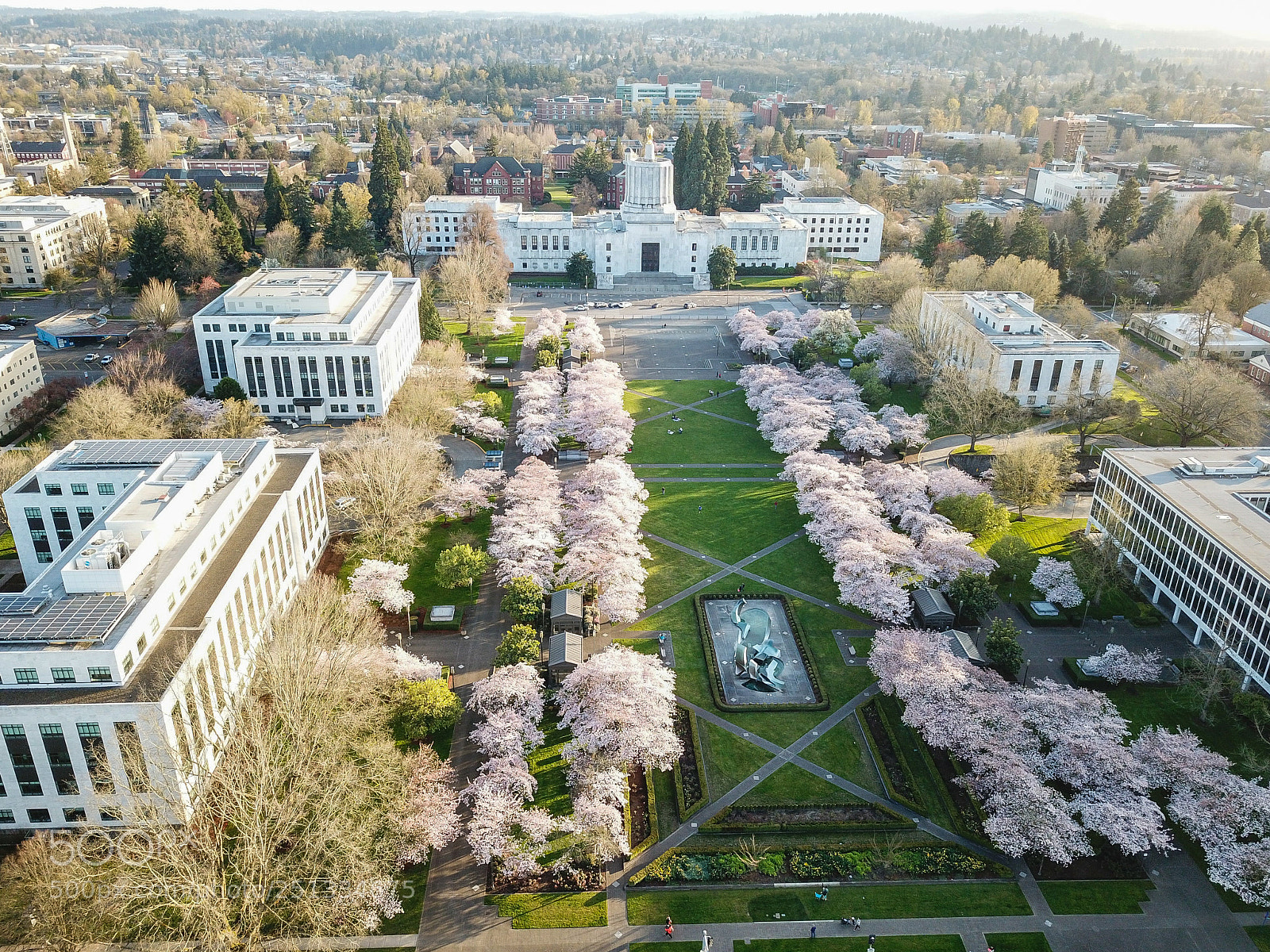 DJI FC220 sample photo. Cherry blossom photography