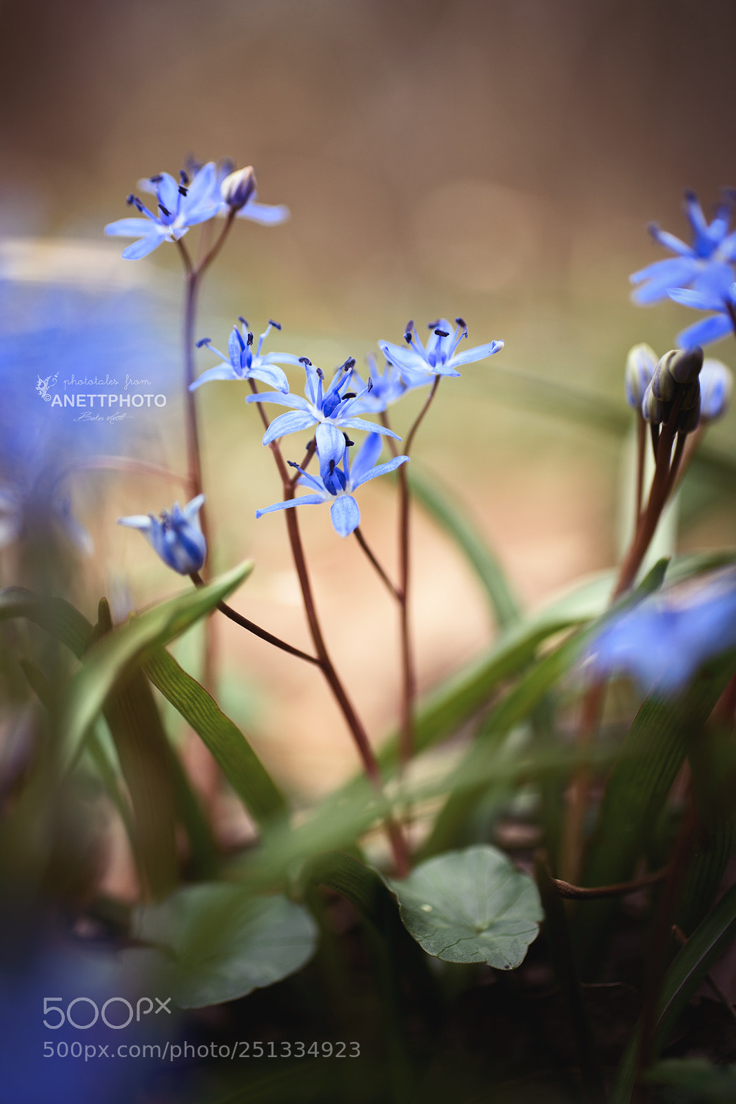 Nikon D750 sample photo. Squill's dream ii. photography