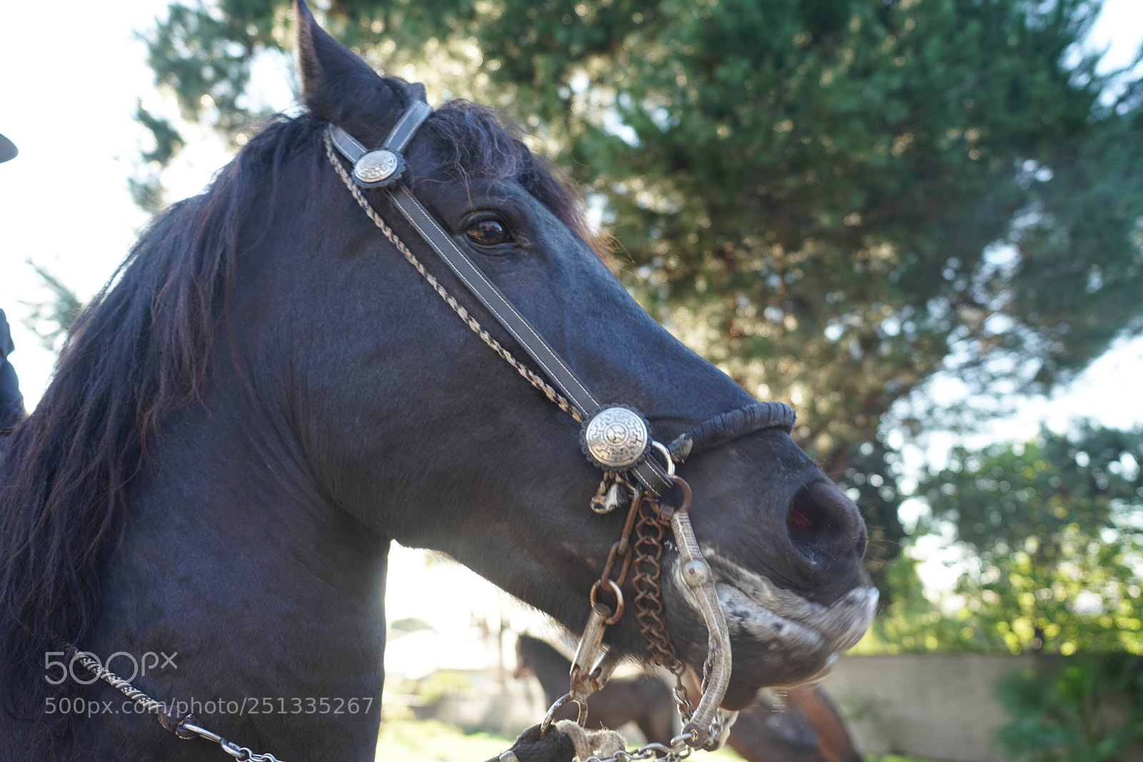 Sony a7R II sample photo. Duarte photography
