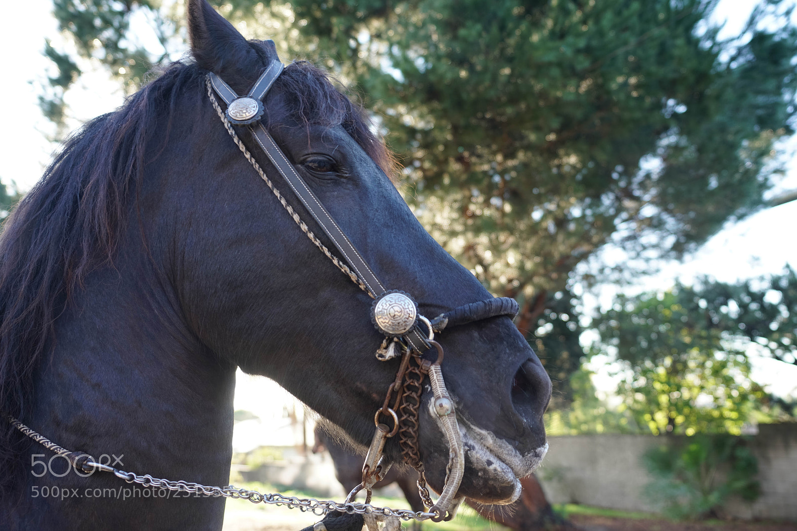 Sony a7R II sample photo. Duarte photography