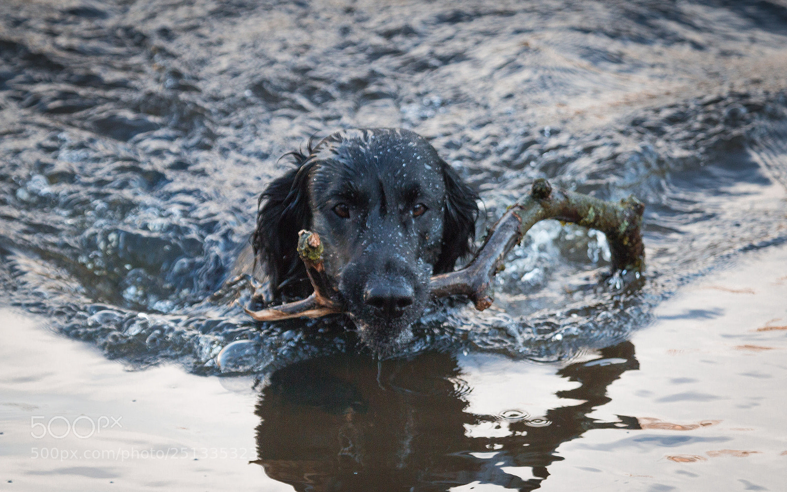 Canon EOS 70D sample photo. River swim photography