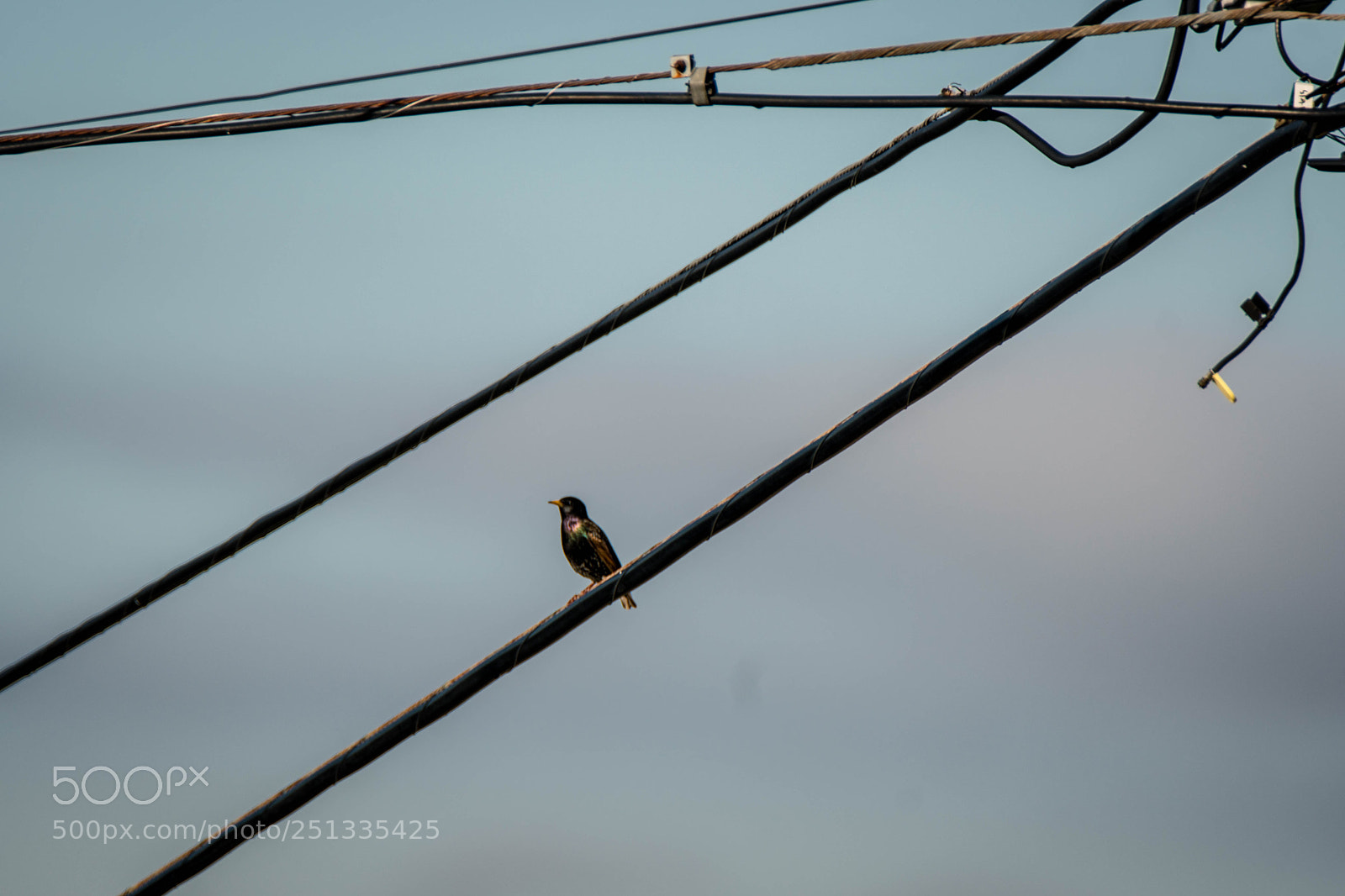 Sony a6500 sample photo. Duarte photography