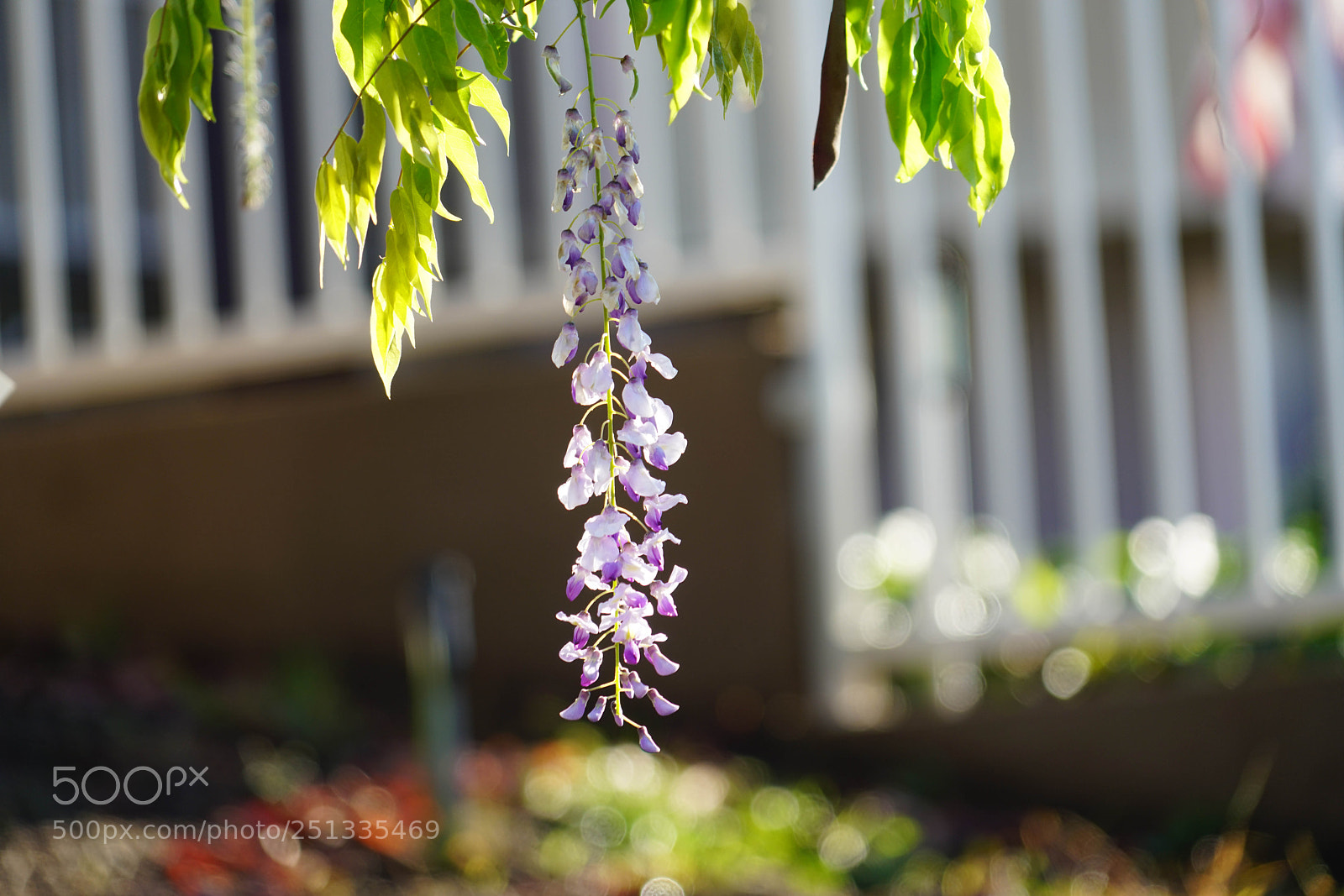Sony a7R II sample photo. Duarte photography