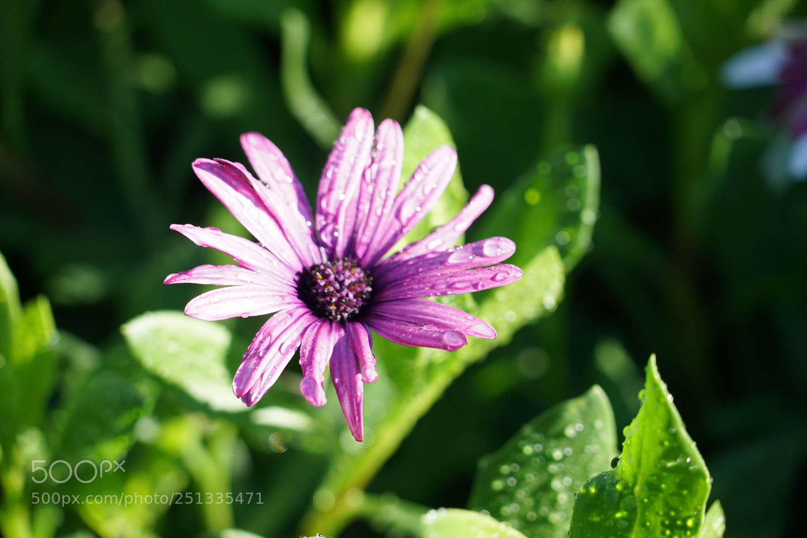 Sony a7R II sample photo. Duarte photography