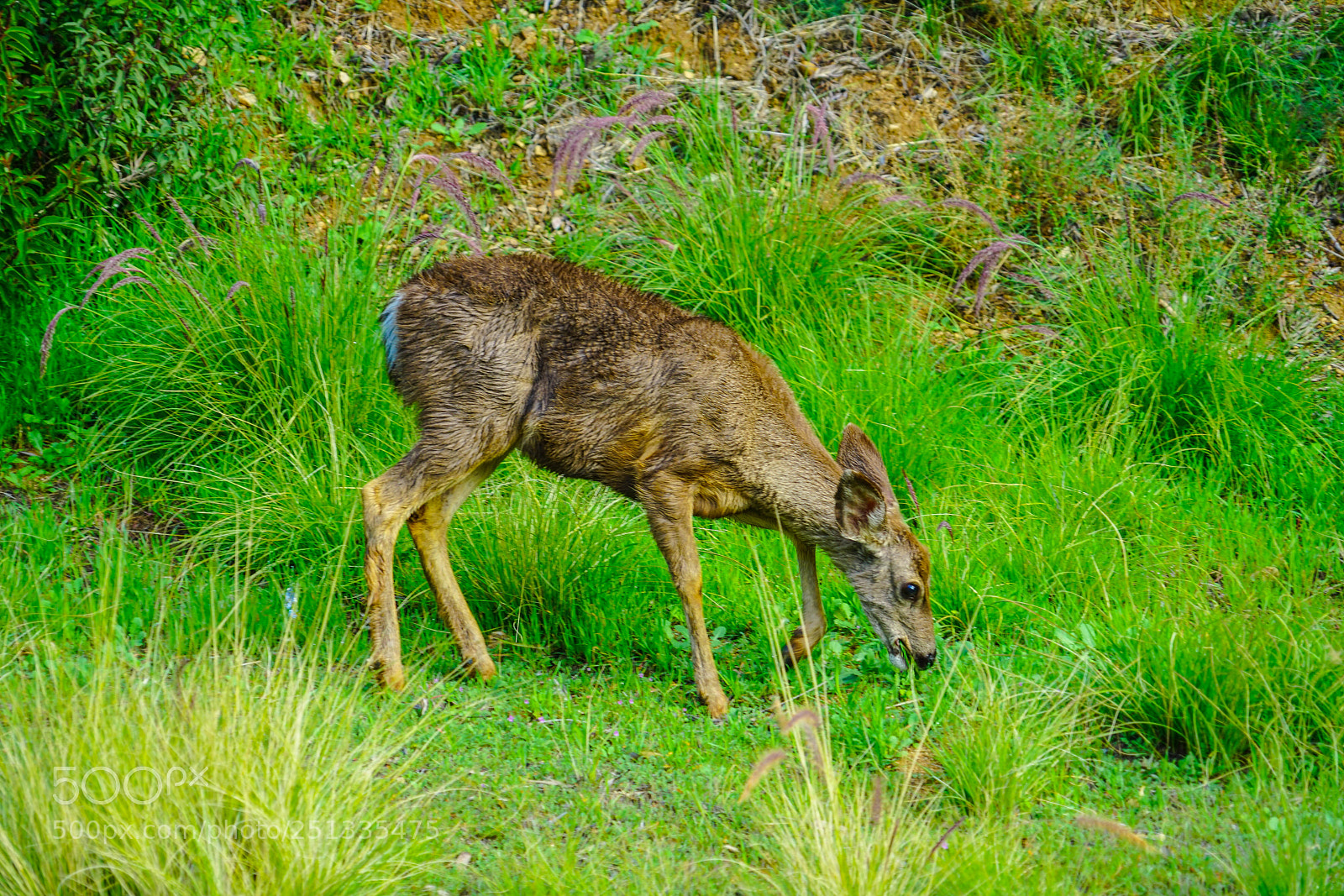 Sony a7R II sample photo. Duarte photography