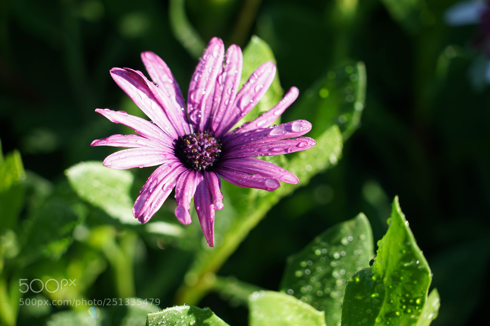 Sony a7R II sample photo. Duarte photography