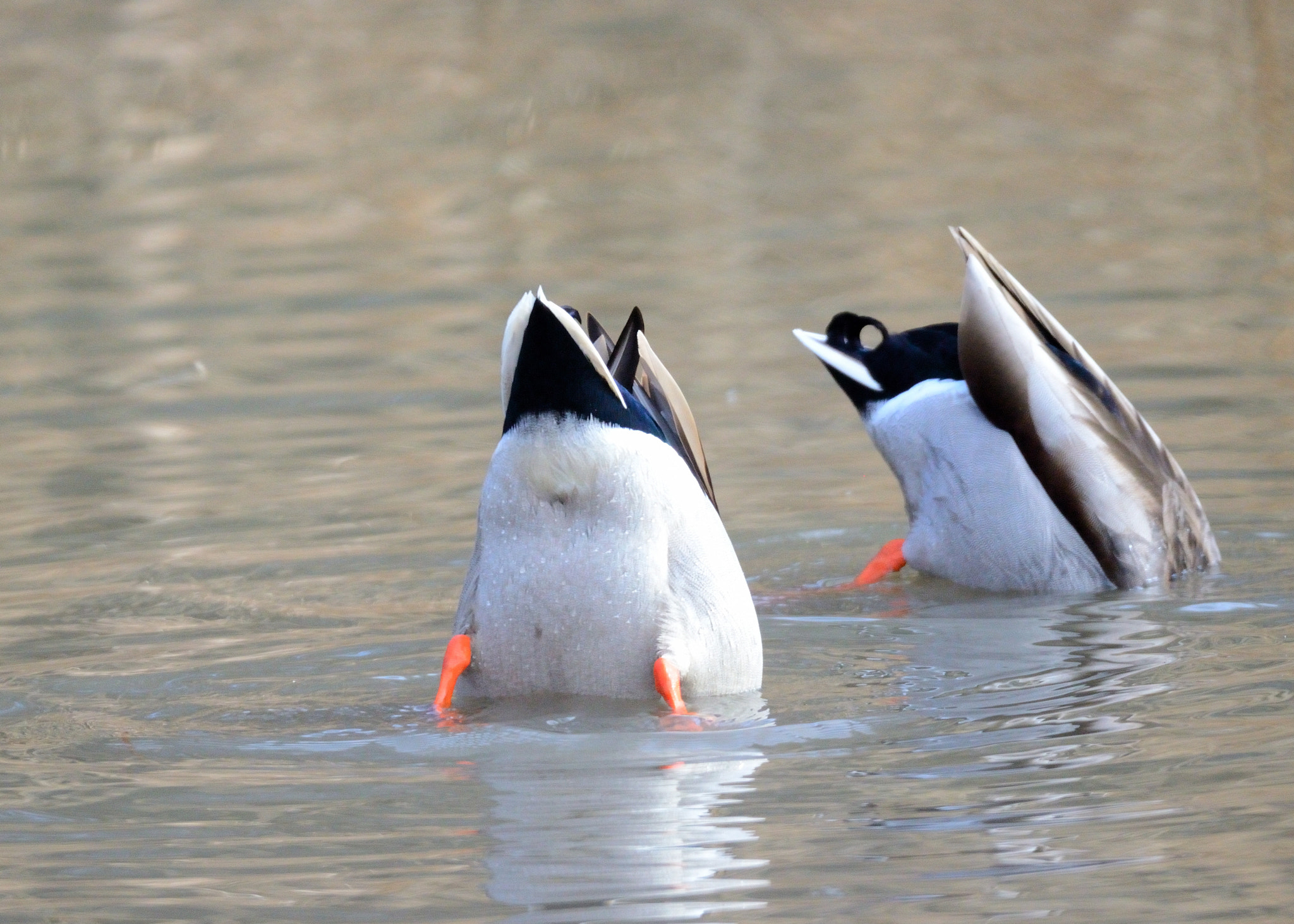 Nikon D7000 + Sigma 150-600mm F5-6.3 DG OS HSM | S sample photo. Mallards photography