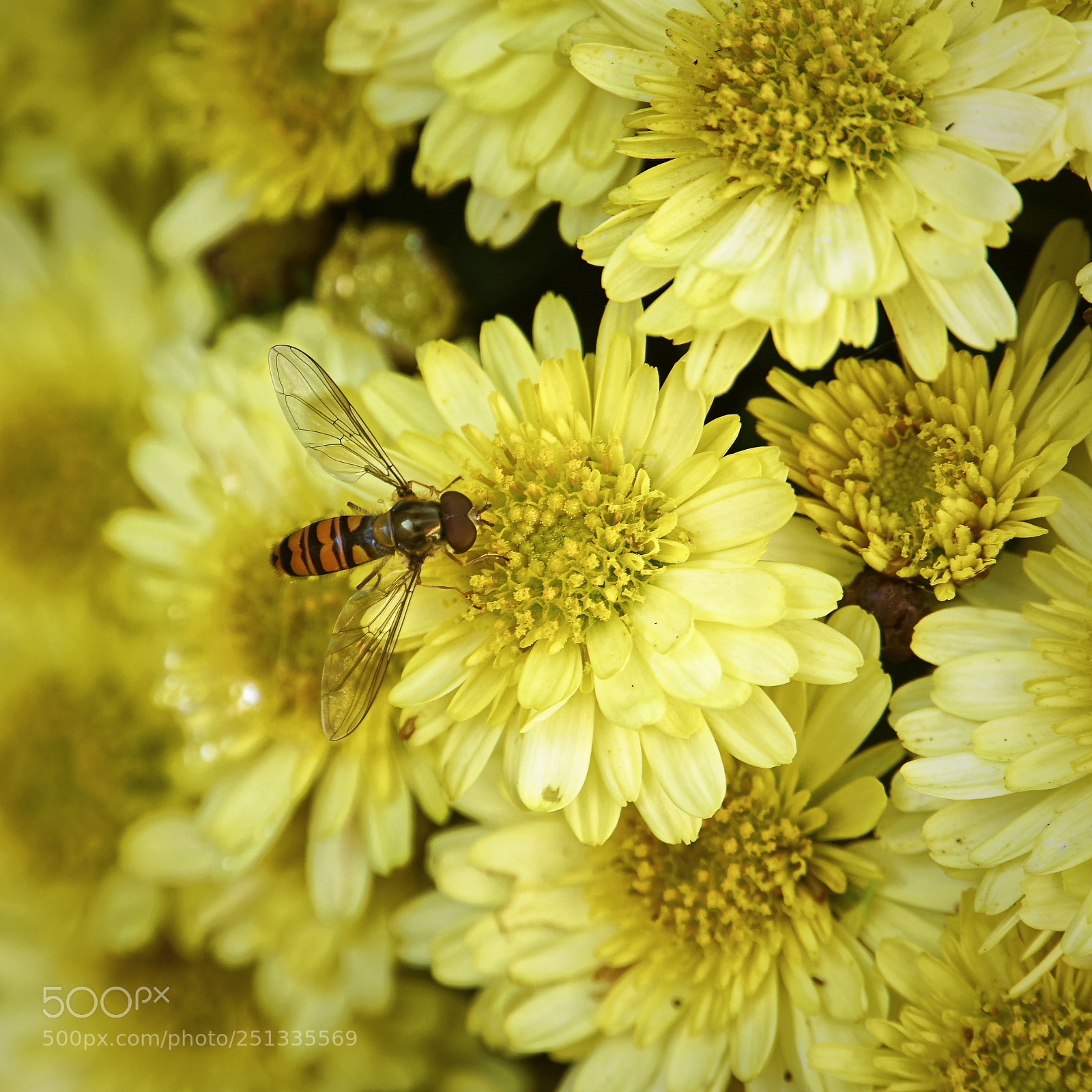Sony a6000 sample photo. Bee over multiple yellow photography