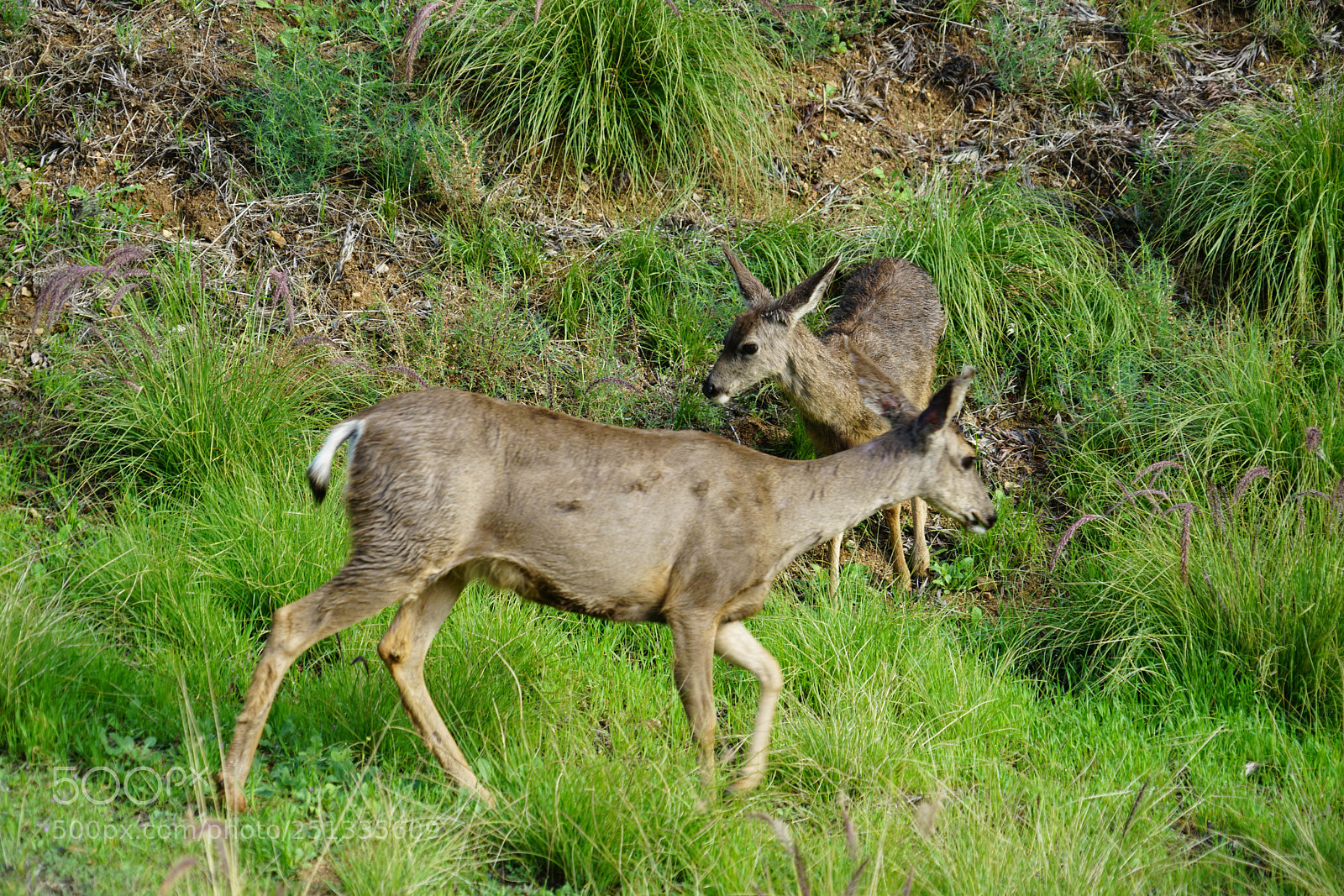 Sony a7R II sample photo. Duarte photography