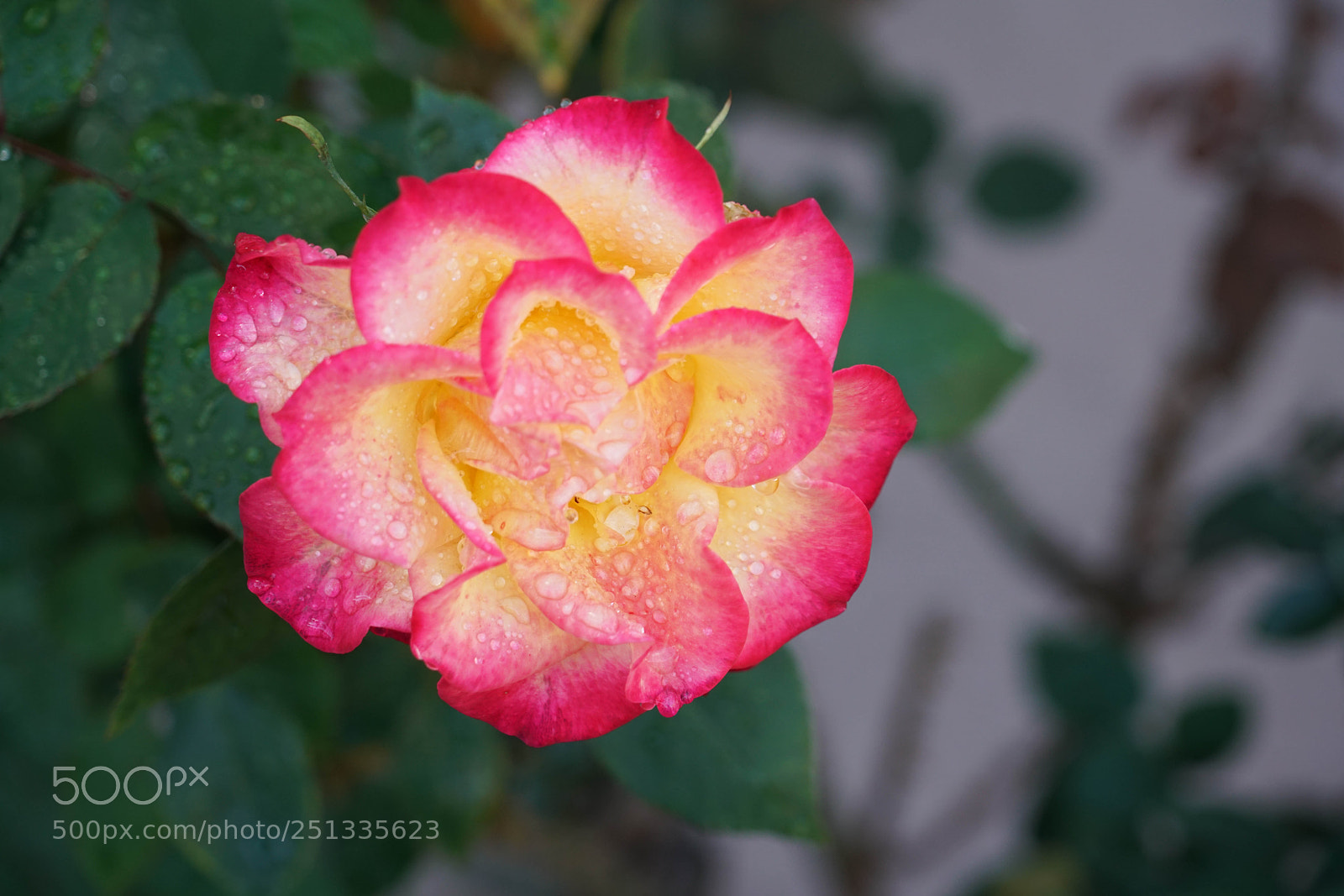 Sony a7R II sample photo. Duarte photography