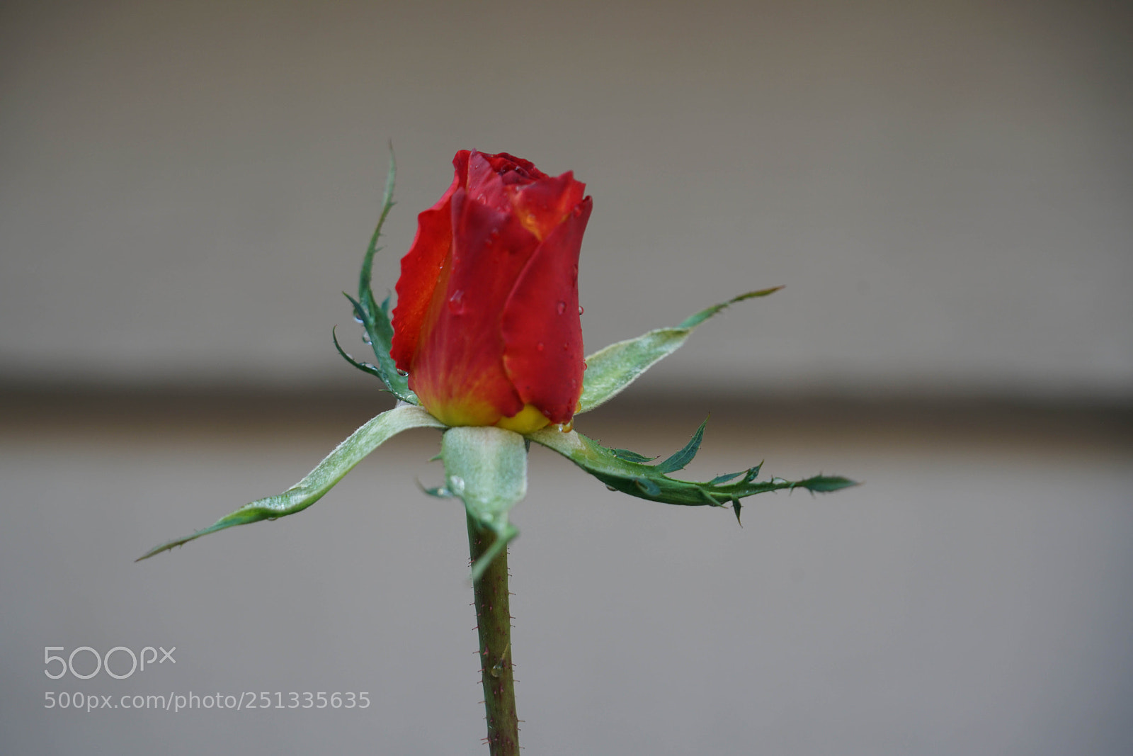 Sony a7R II sample photo. Duarte photography