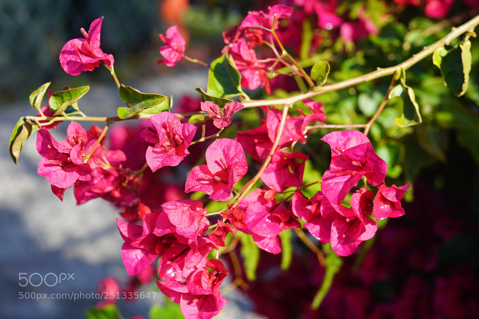Sony a7R II sample photo. Duarte photography