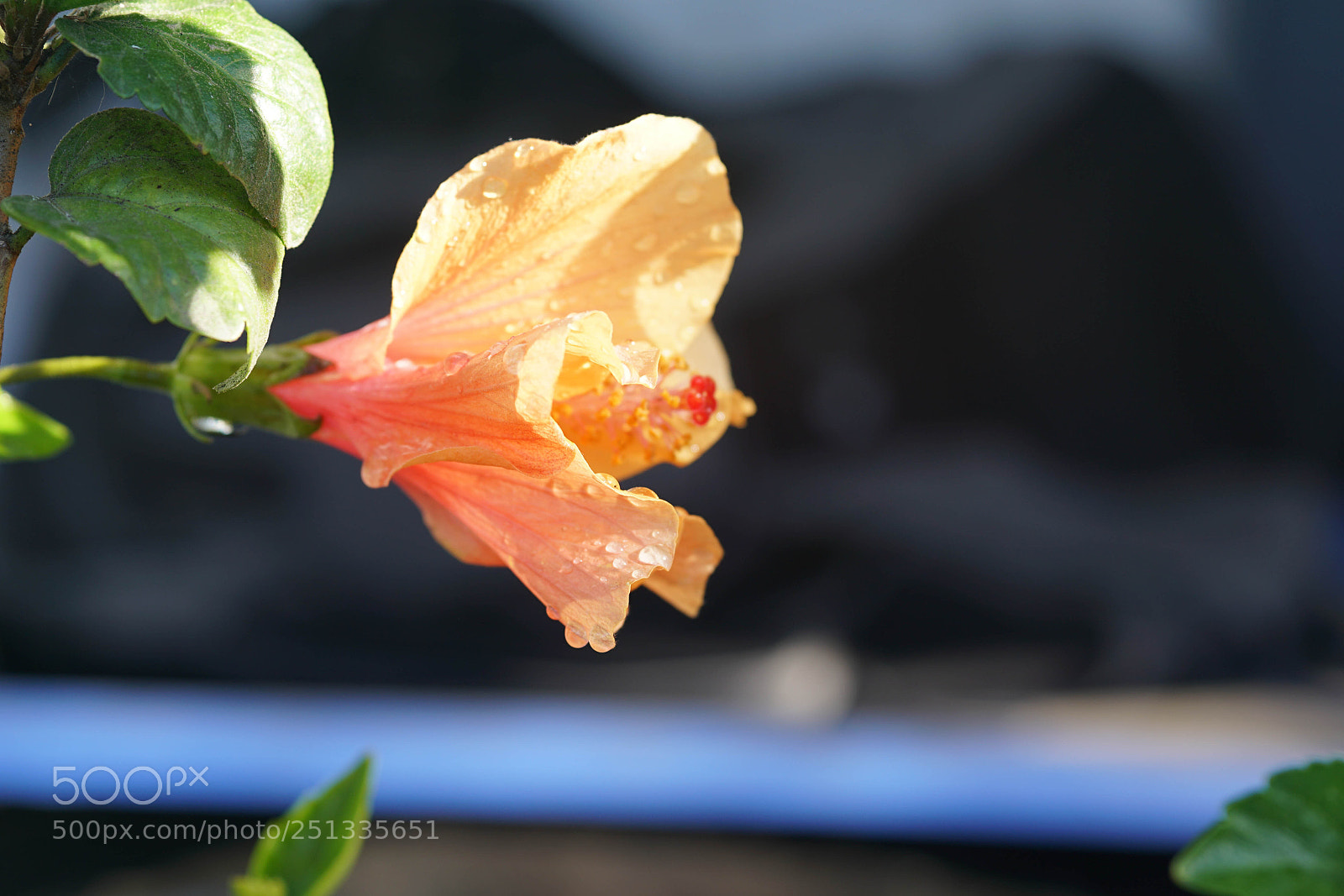 Sony a7R II sample photo. Duarte photography