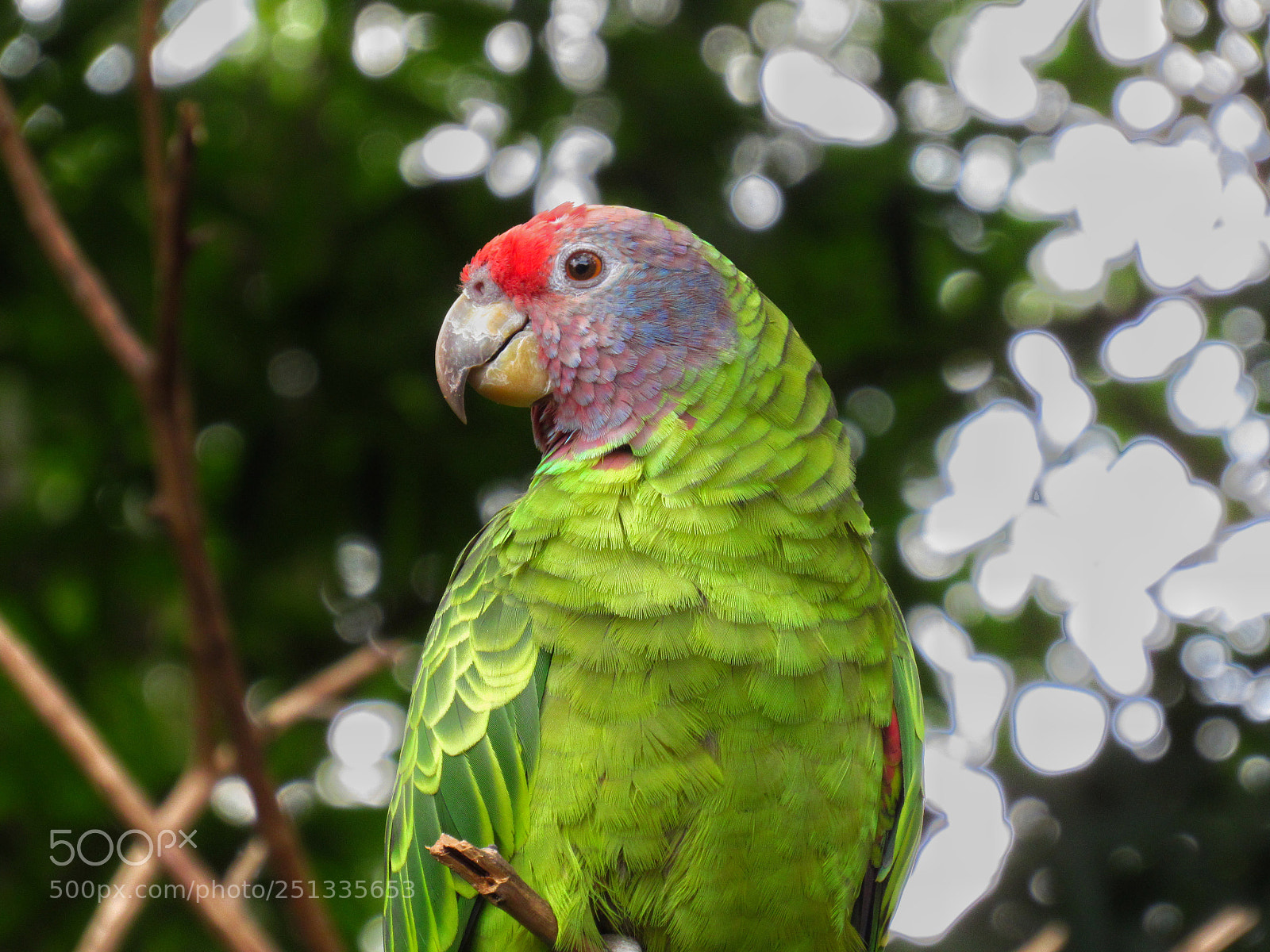 Canon PowerShot SX530 HS sample photo. Amazona brasiliensis photography