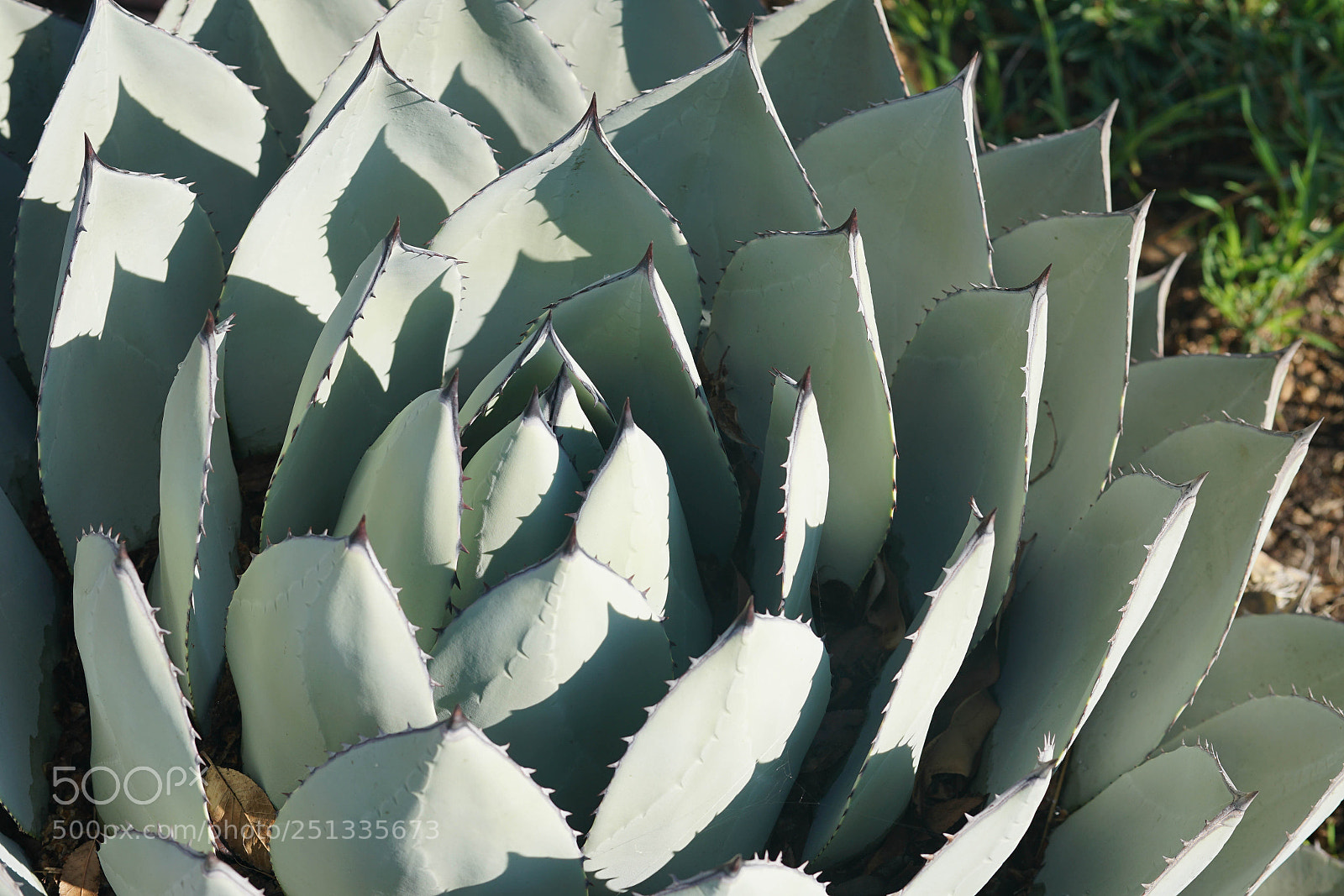 Sony a7R II sample photo. Duarte photography