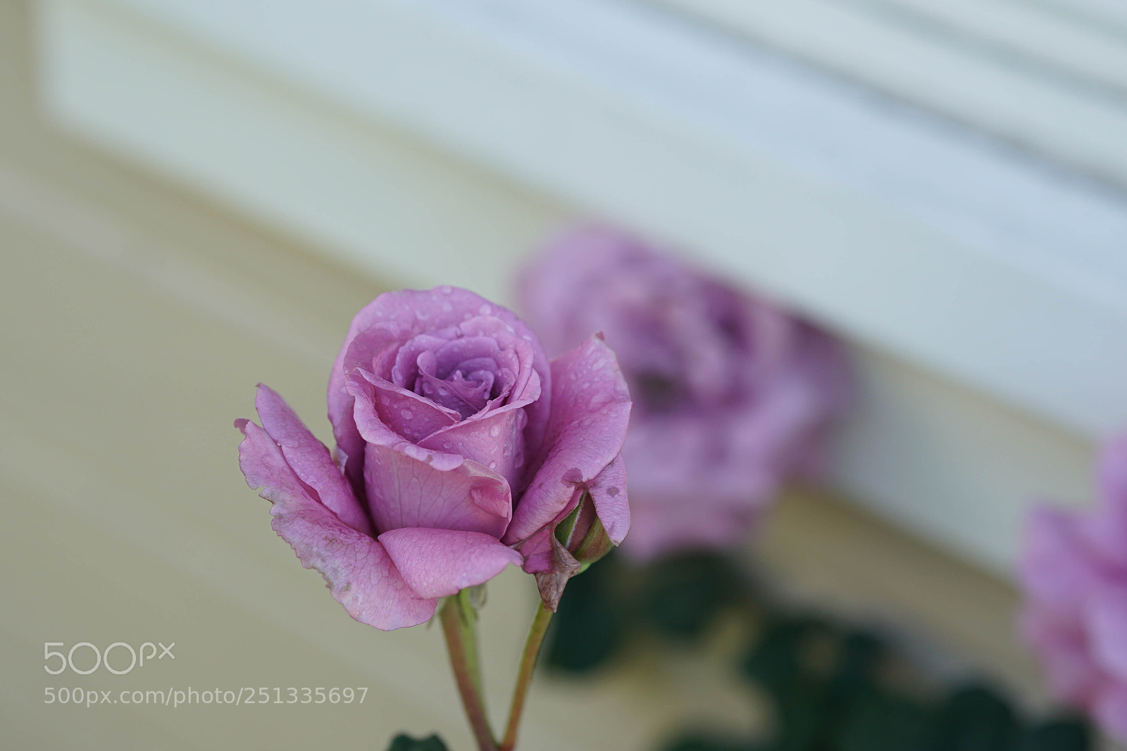 Sony a7R II sample photo. Duarte photography