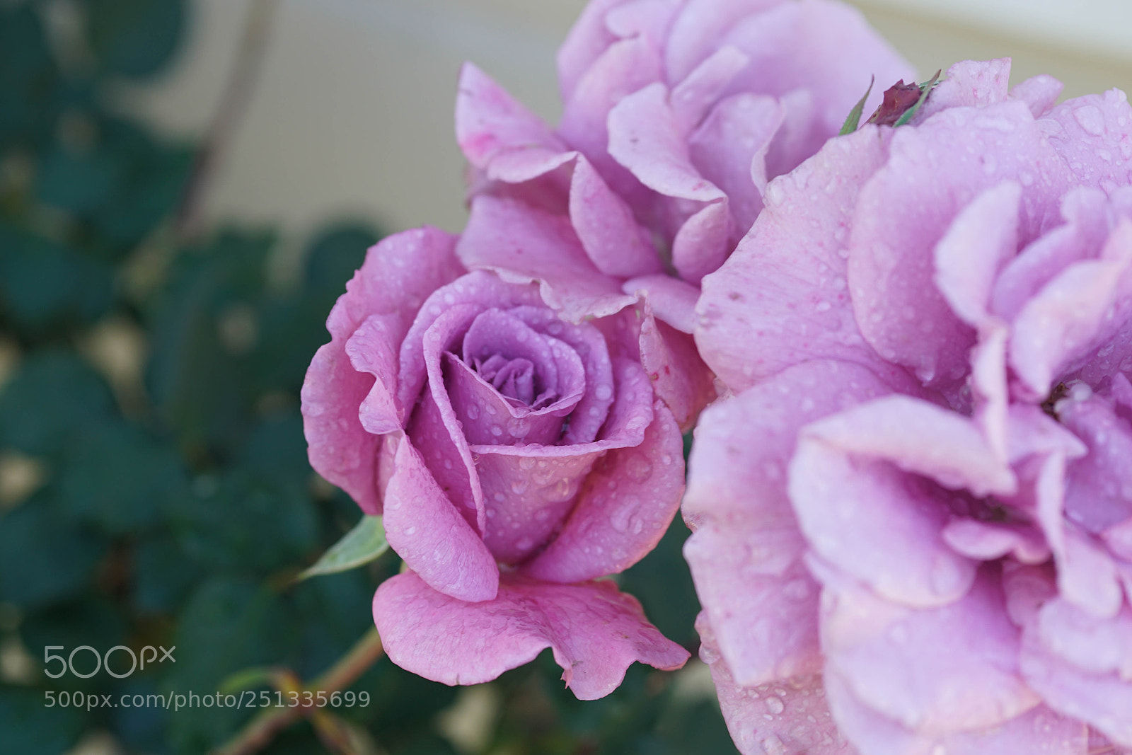 Sony a7R II sample photo. Duarte photography