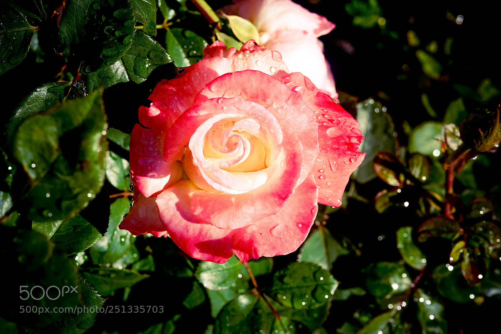 Sony a7R II sample photo. Duarte photography