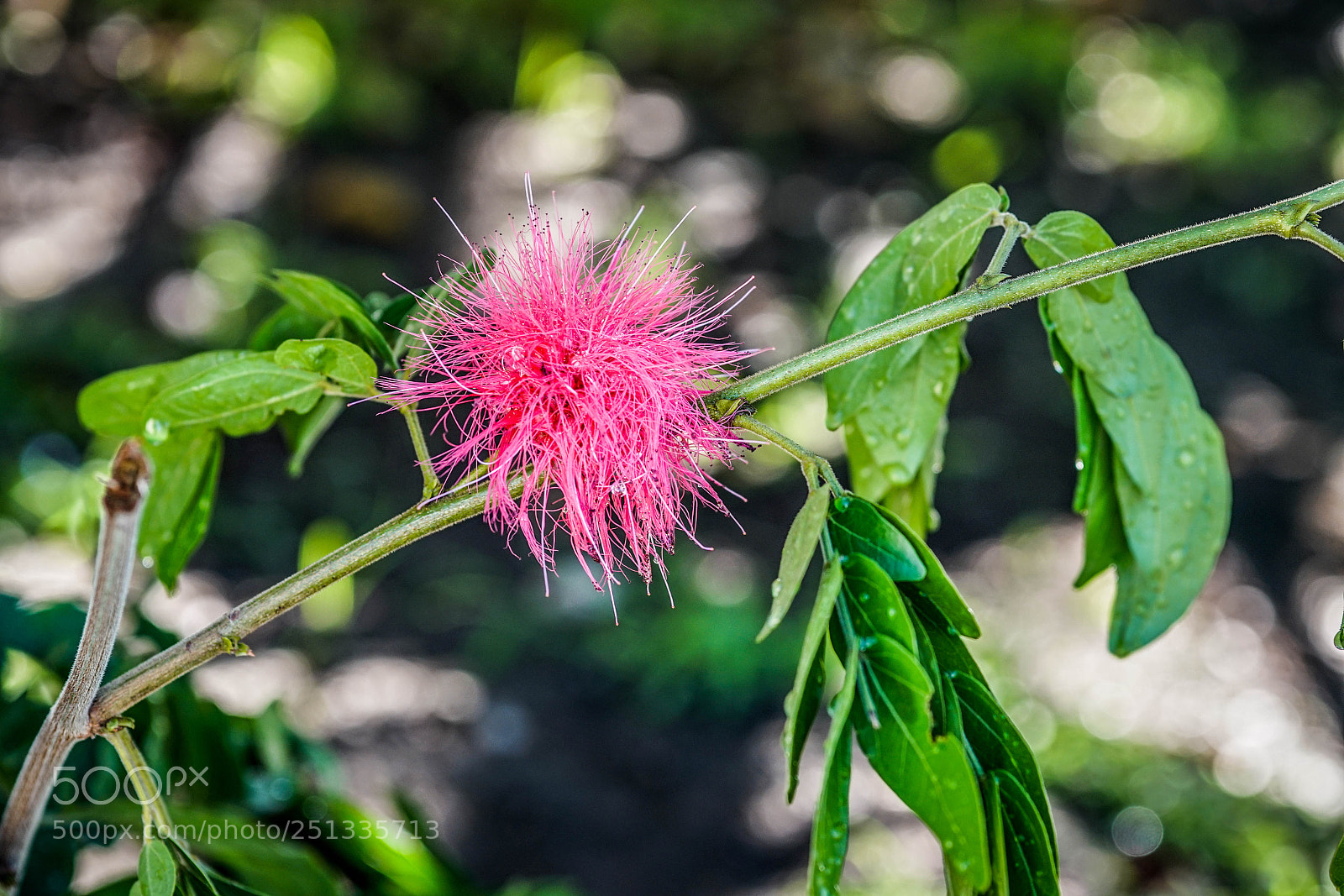 Sony a7R II sample photo. Duarte photography