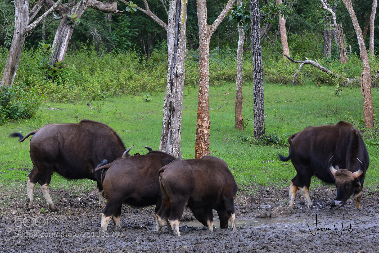 Nikon D5200 sample photo. Gaurs at the salt photography