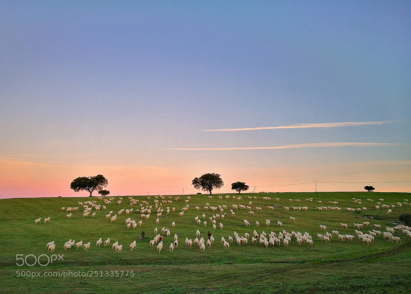HUAWEI P9 sample photo. Sunset sheep photography