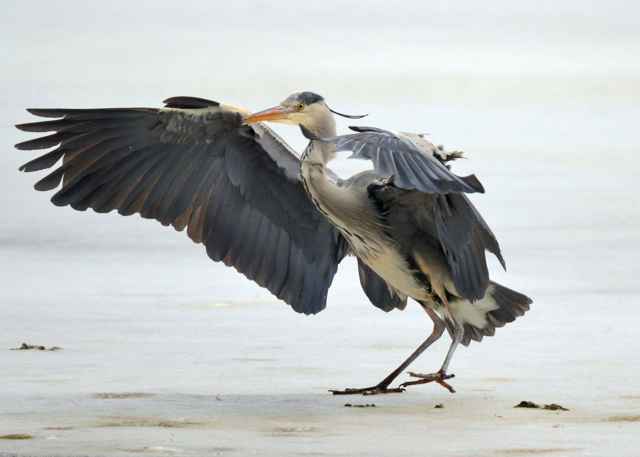 Sigma 150-600mm F5-6.3 DG OS HSM | S sample photo. Under the wings photography