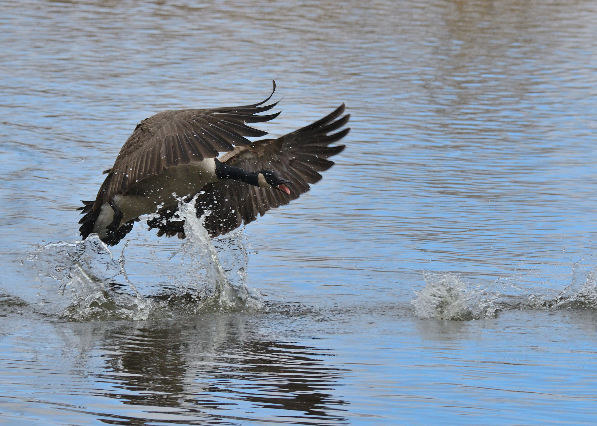 Nikon D7000 + Sigma 150-600mm F5-6.3 DG OS HSM | S sample photo. Canadian goose photography