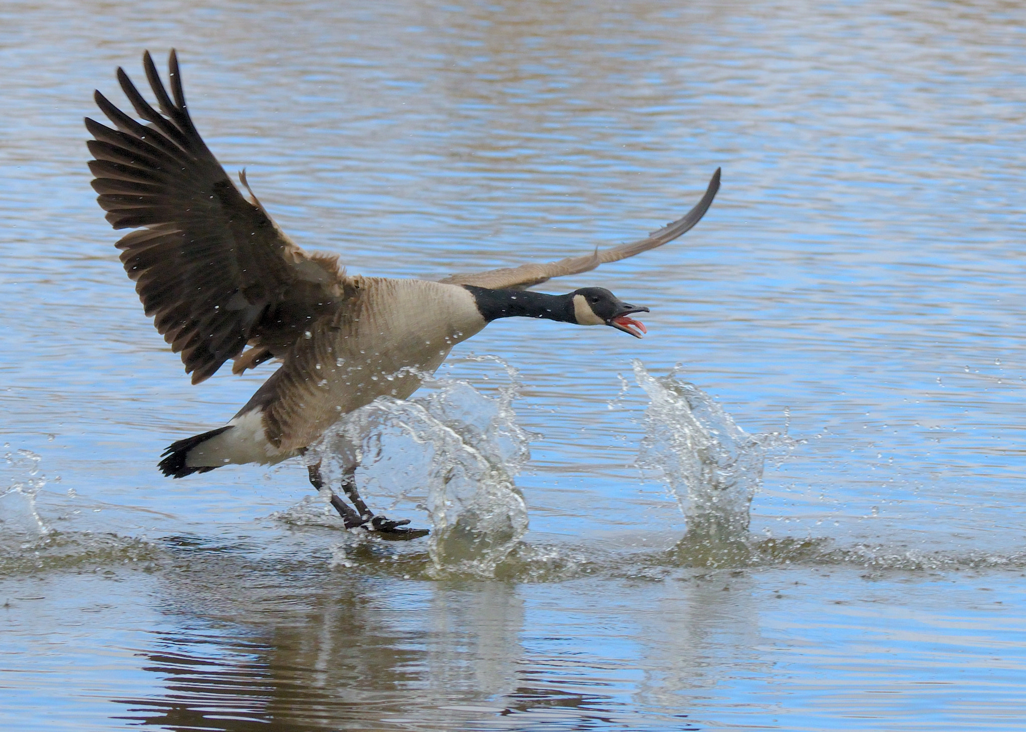 Nikon D7000 sample photo. Canadian goose photography