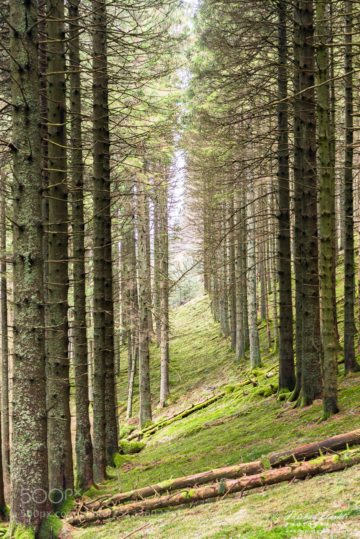 Sony a7R II sample photo. Lake district photography