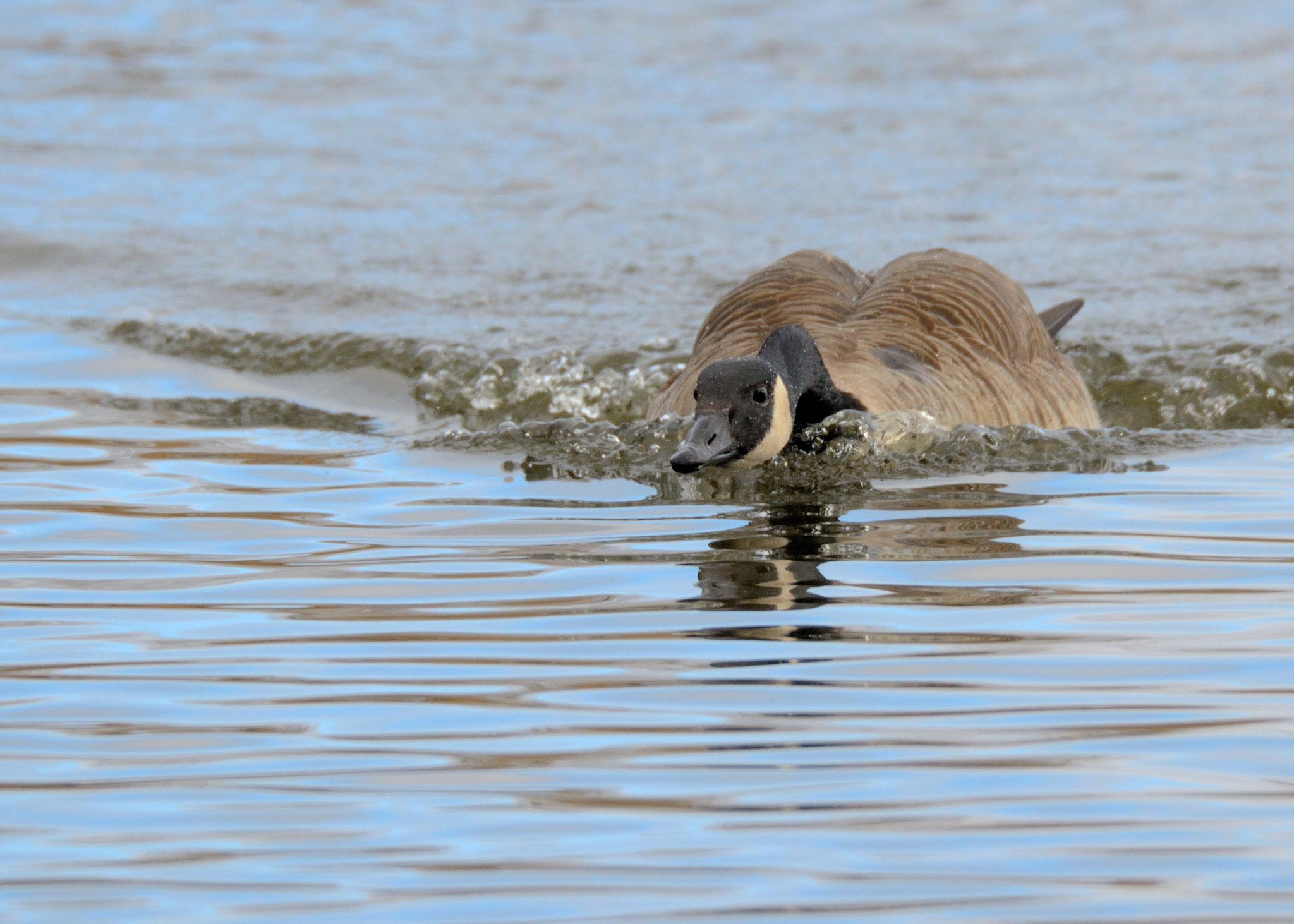 Nikon D7000 sample photo. Canadian goose photography