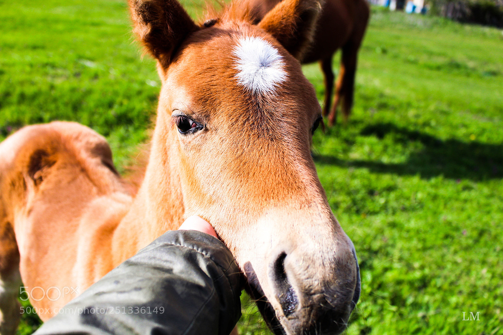 Canon EOS 700D (EOS Rebel T5i / EOS Kiss X7i) sample photo. Horse photography