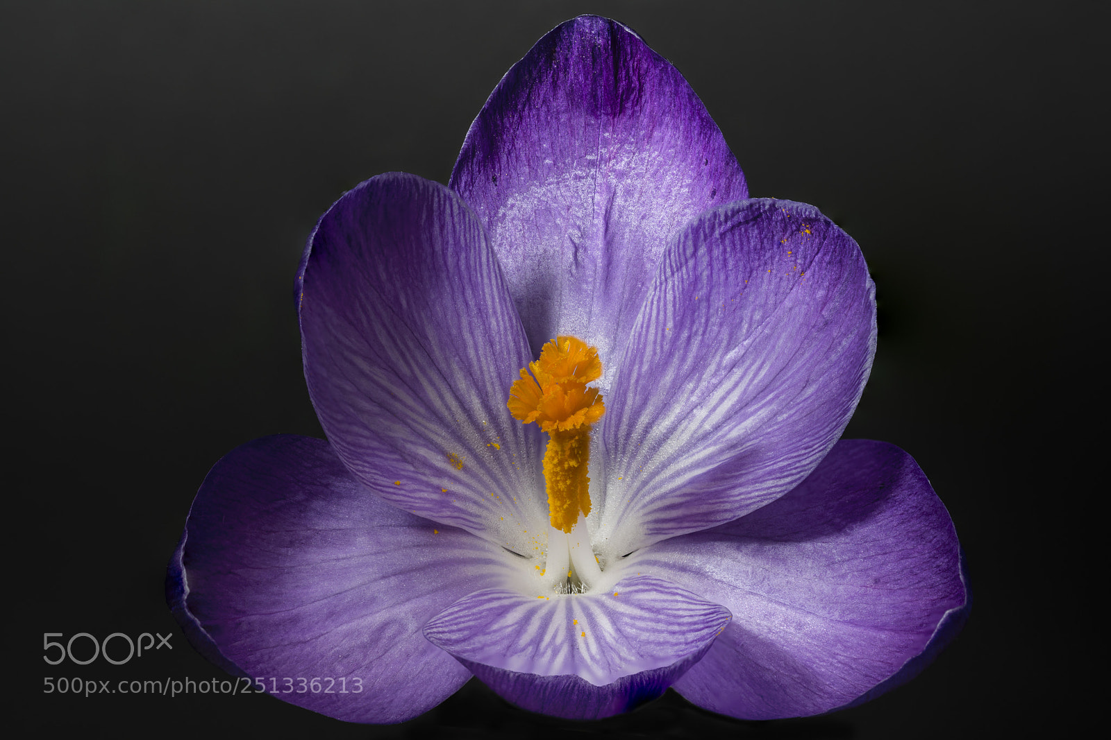 Sony a7R III sample photo. Krokus photography