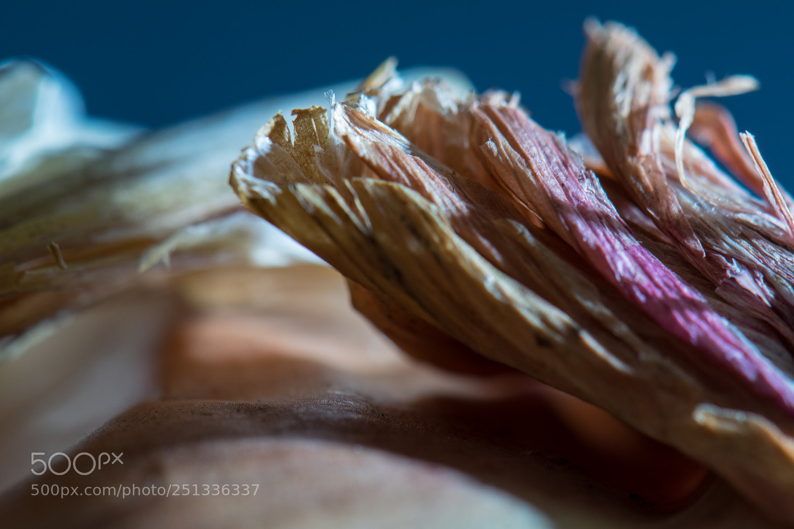 Nikon D5300 sample photo. Shallot palette photography
