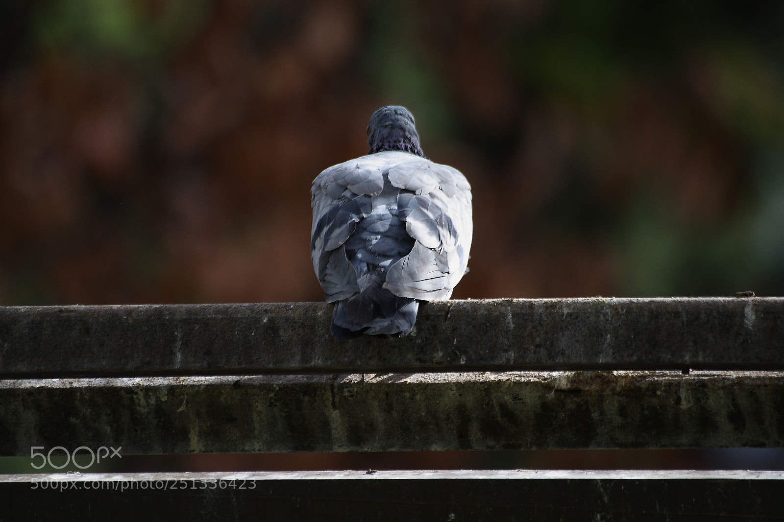 Canon EOS 1000D (EOS Digital Rebel XS / EOS Kiss F) sample photo. Loneliness... photography