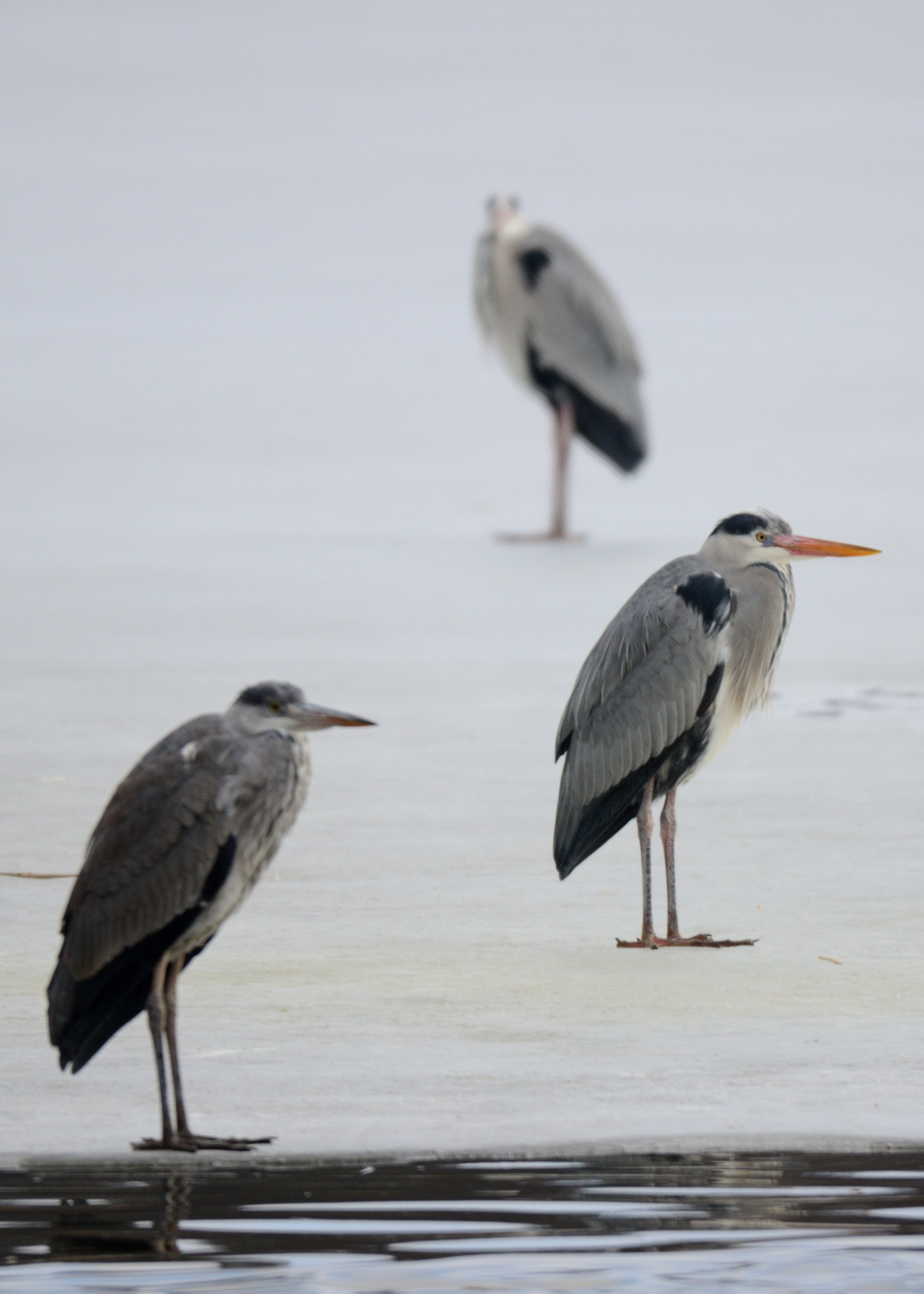 Sigma 150-600mm F5-6.3 DG OS HSM | S sample photo. Heron congress photography
