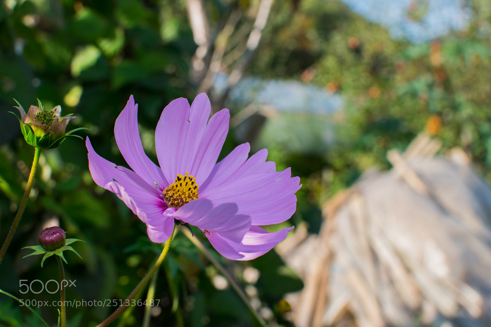 Nikon D5300 sample photo. Purple photography