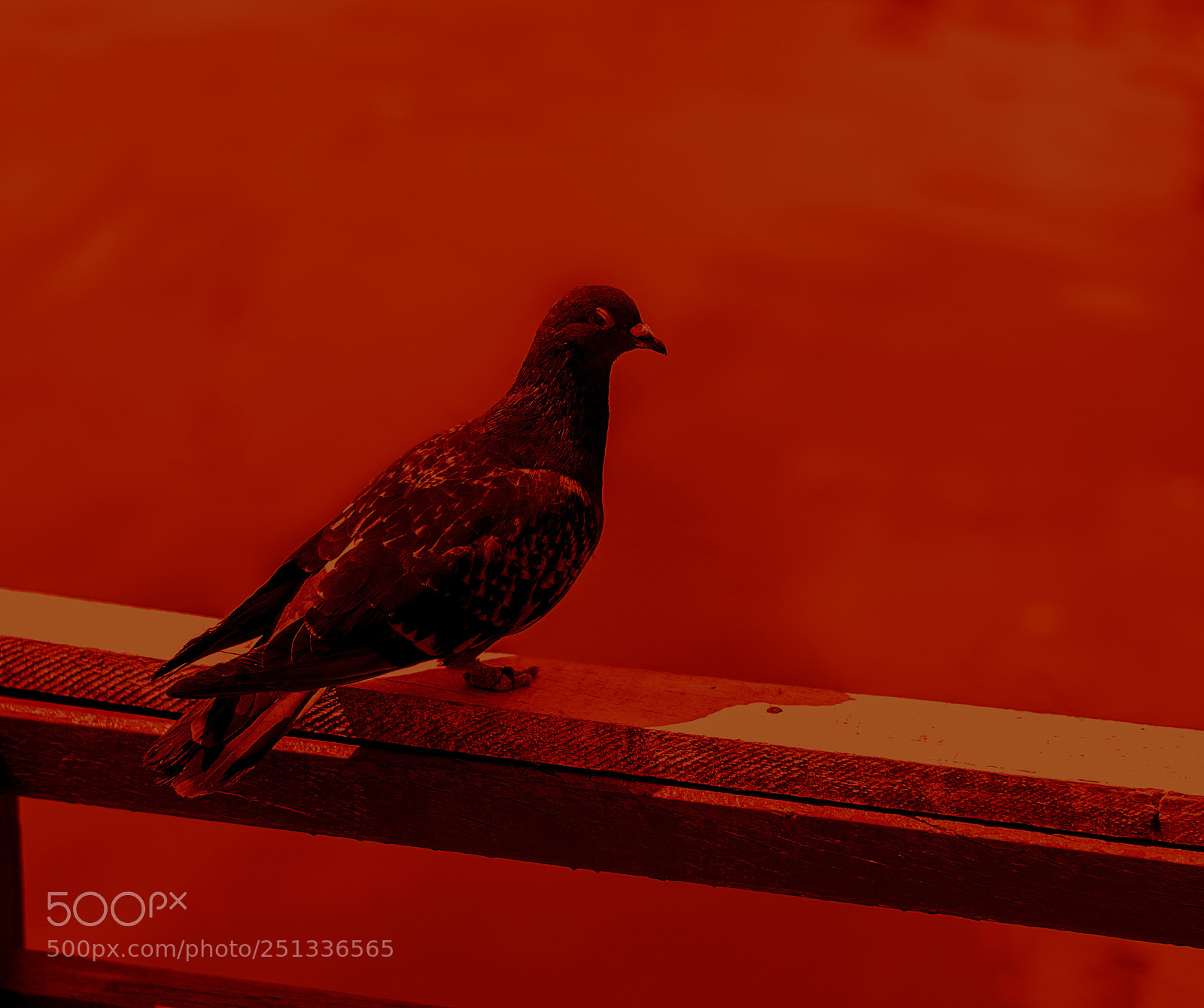 Nikon D3100 sample photo. Angry bird photography