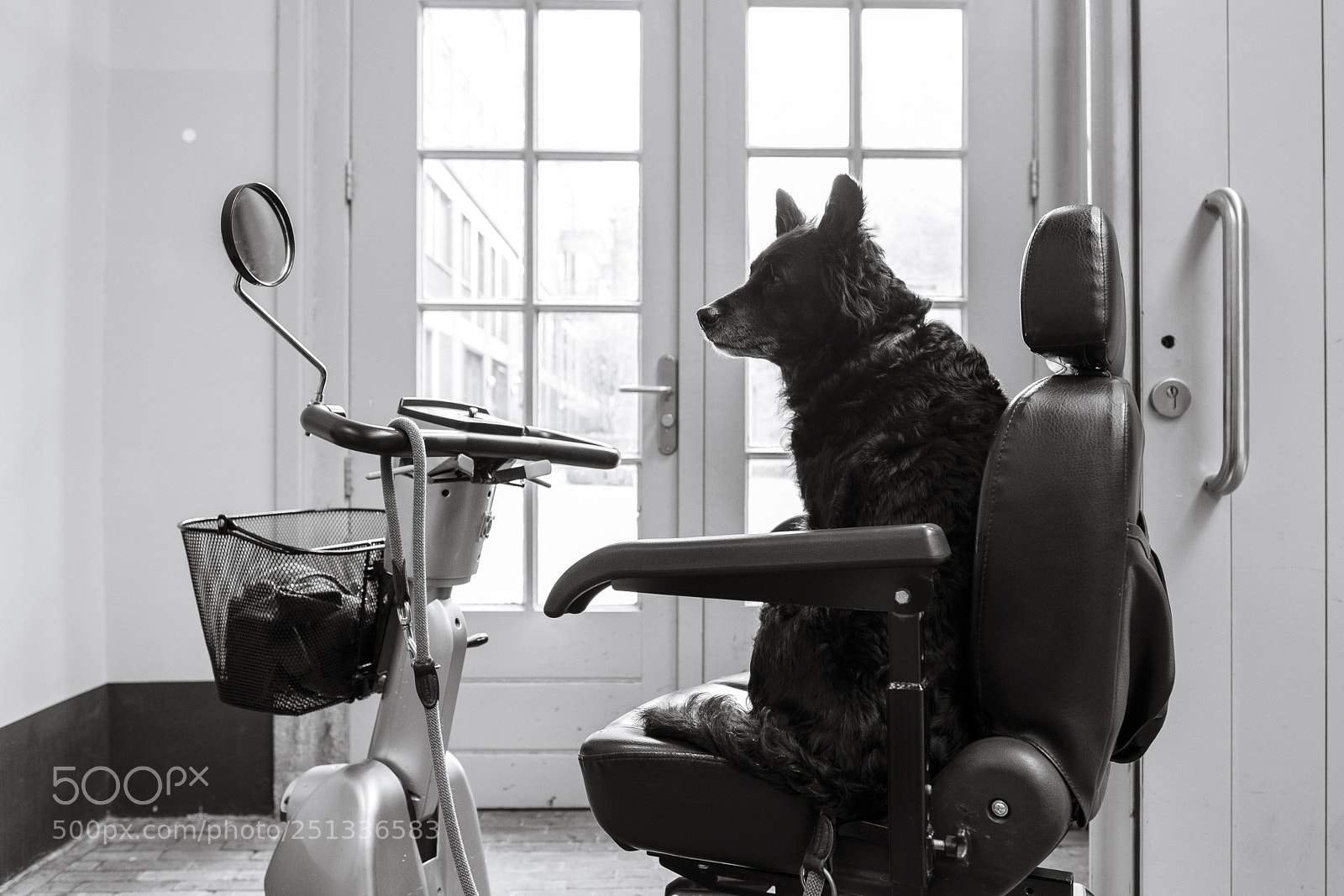 Fujifilm X-Pro2 sample photo. Elderly canine photography