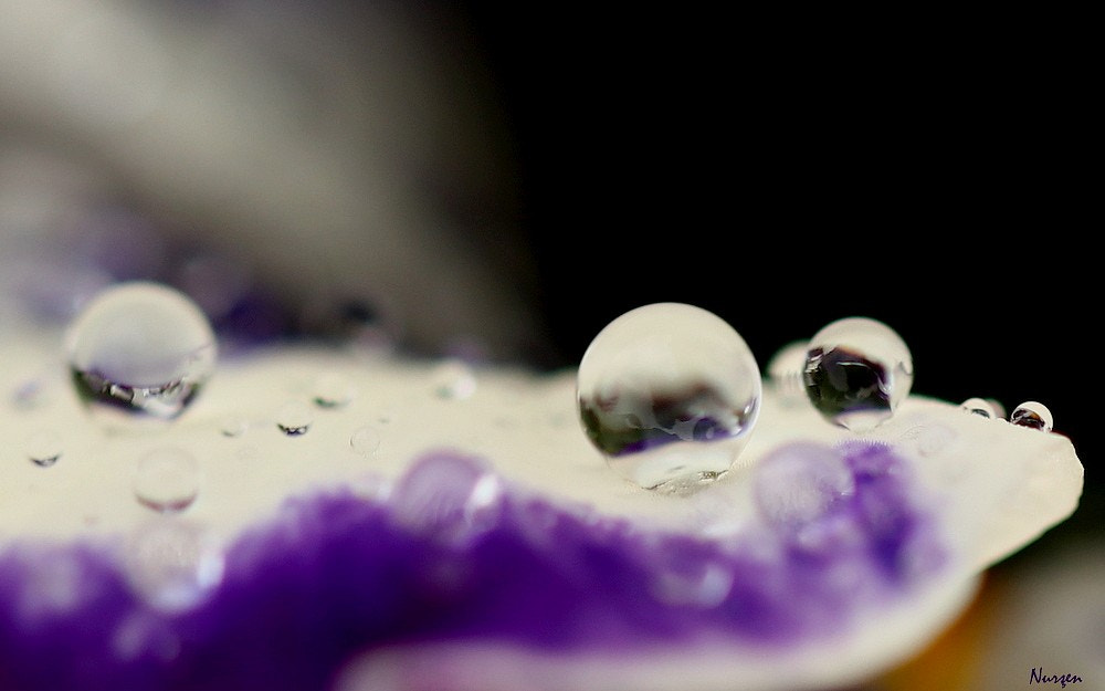 Canon EF 100mm F2.8L Macro IS USM sample photo. Drops photography