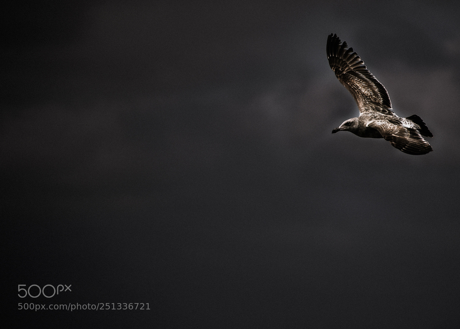 Nikon D7500 sample photo. Seagull in the clouds photography