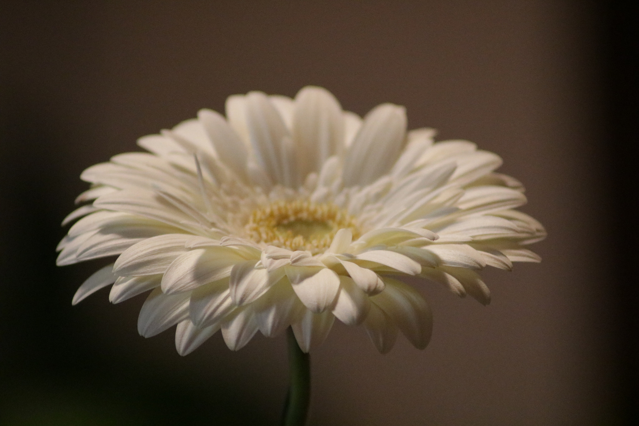 Canon EOS 760D (EOS Rebel T6s / EOS 8000D) sample photo. Gerbera photography